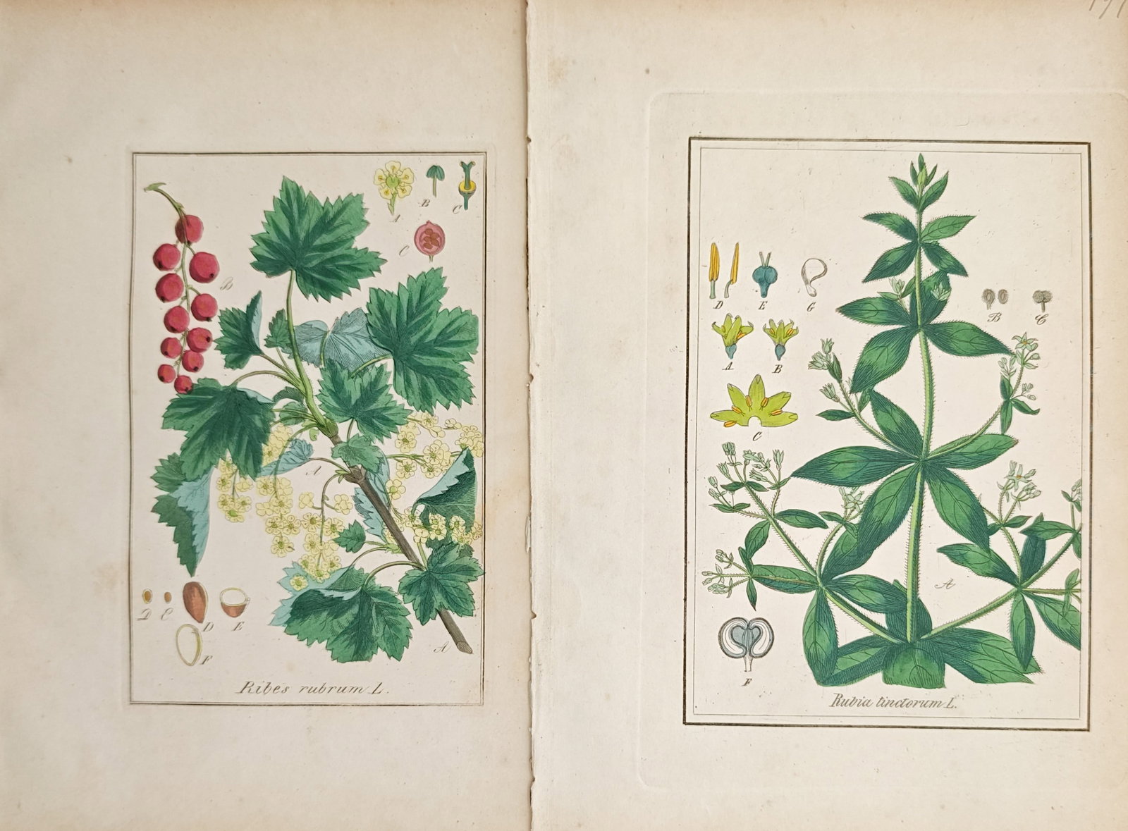Carl Hoffmann – Set of 2: Botanical Studies of Redcurrant and Dyer's Madder – Lithographs: "Studies of Redcurrant and Dyer's Madder" presents a botanical study illustrating fruiting stems, clustered berries, tiered leaves, and anatomical dissections of cultivated berry bushes and dye-produc