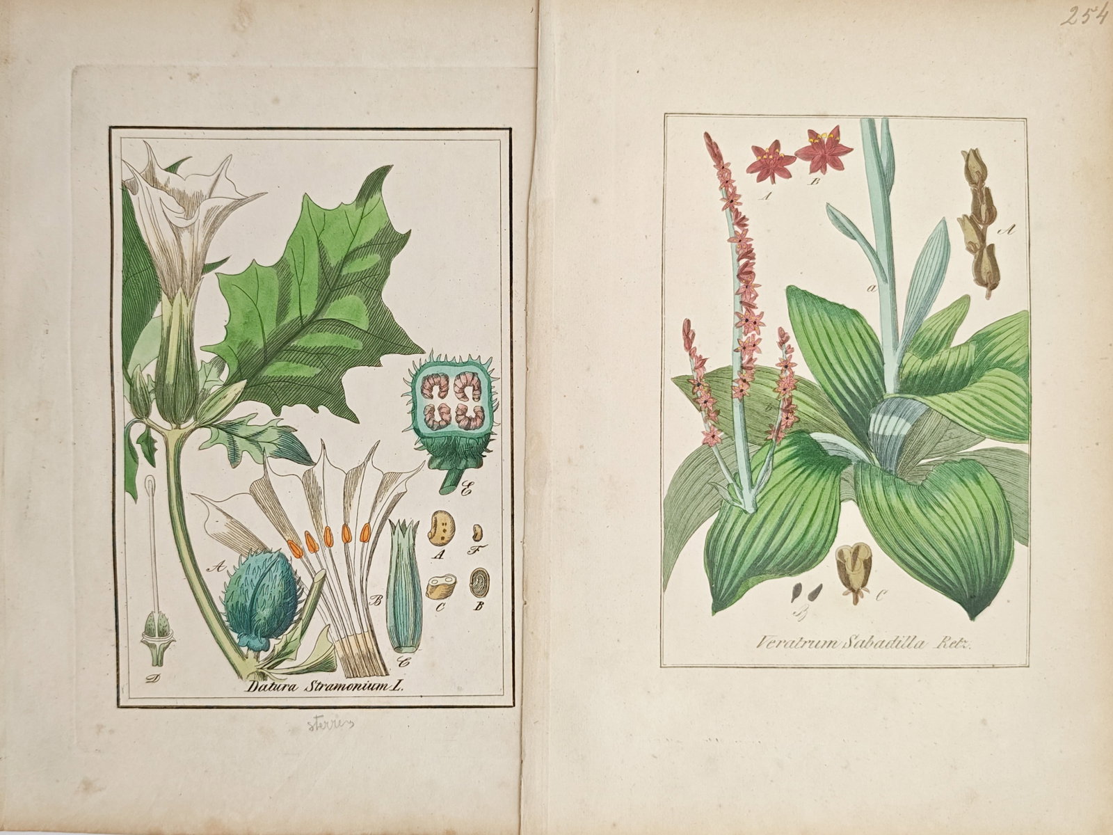 Carl Hoffmann – Set of 2: Botanical Studies of Jimsonweed and Sabadilla – Lithographs (1 of 2)