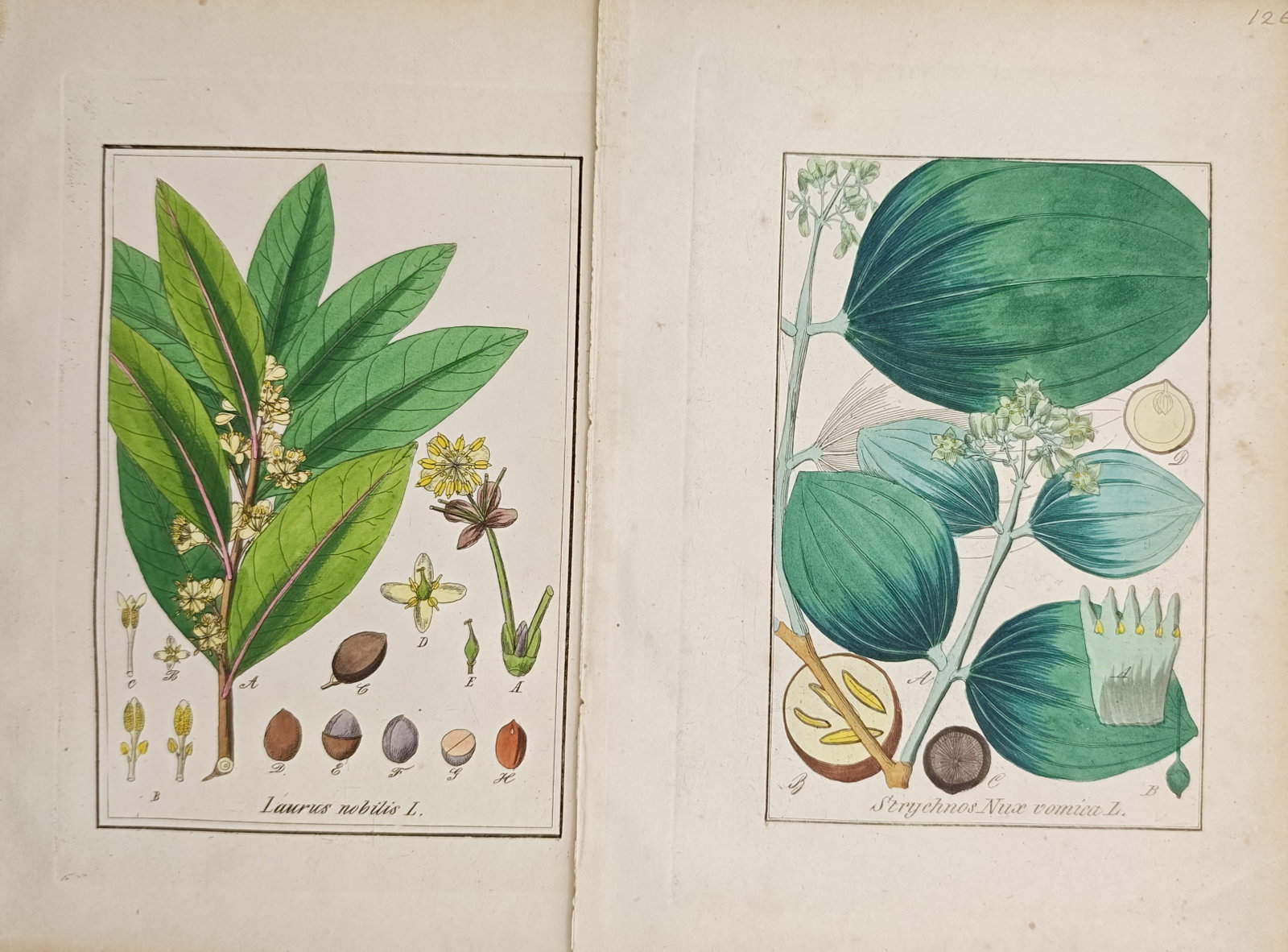 Carl Hoffmann – Set of 2: Botanical Studies of Bay Laurel and Strychnine Tree – Lithographs (1 of 2)