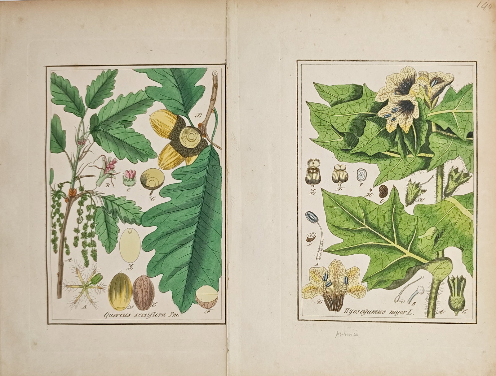 Carl Hoffmann – Set of 2: Botanical Studies of Sessile Oak and Black Henbane – Lithographs (1 of 2)