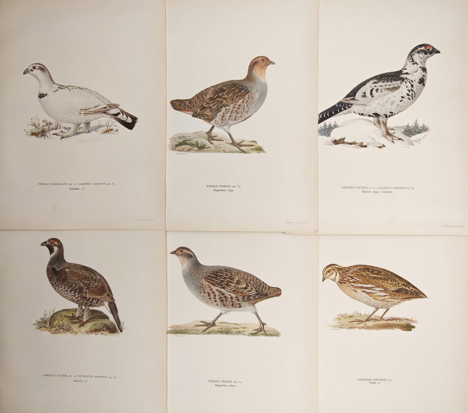 Magnus von Wright – Set of 6: Ornithological Studies of Gamebirds, Partridges – Lithographs (1 of 2)