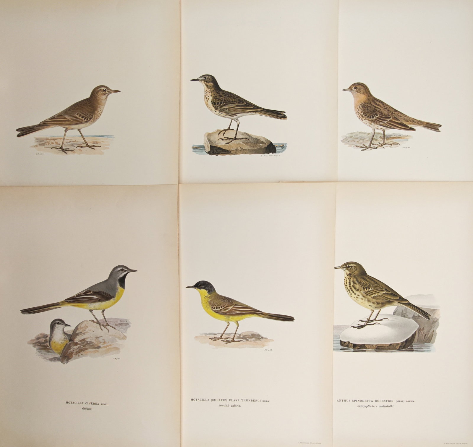Magnus von Wright – Set of 6: Ornithological Studies of Pipits and Wagtails – Lithographs (1 of 2)