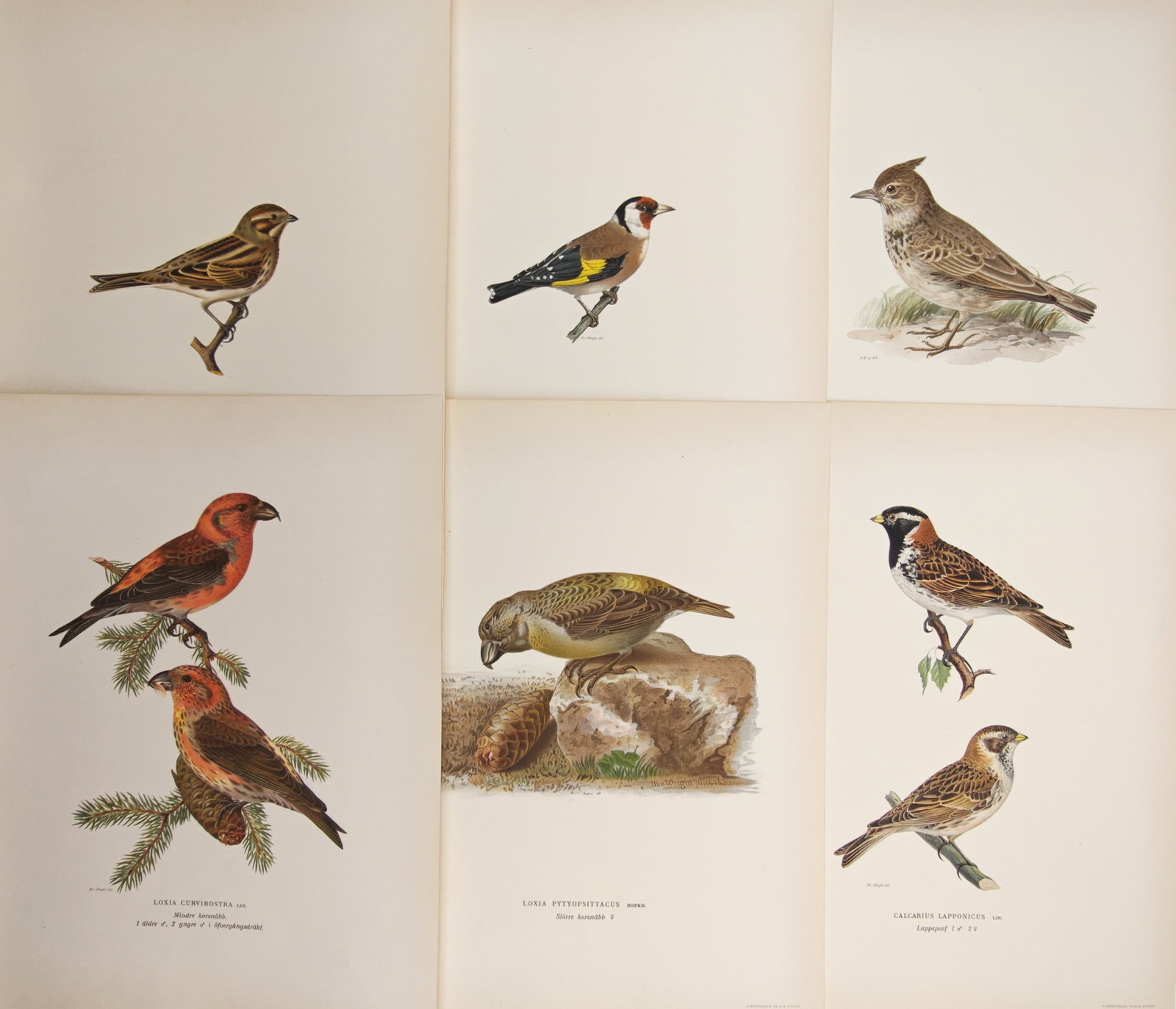 Magnus von Wright – Set of 6: Ornithological Studies of Finches, Crossbills – Lithographs (1 of 2)