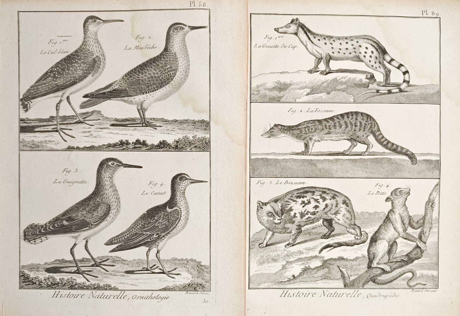 Robert Bénard – Set of 2: Natural History Studies of Shorebirds and Small Mammals – Engravings: "Ornithology and Quadrupeds" presents a comparative natural history study illustrating varied wading birds, including sandpipers and plovers, alongside carnivorous mammals such as genets, civets, and 