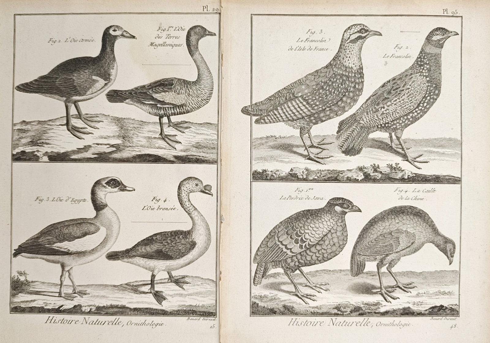 Robert Bénard – Set of 2: Natural History Studies of Waterfowl and Gamebirds – Engravings: "Natural History, Ornithology" presents a comparative ornithological study documenting wild geese, francolins, partridges, and quails standing in rustic landscape settings. These copperplate engraving