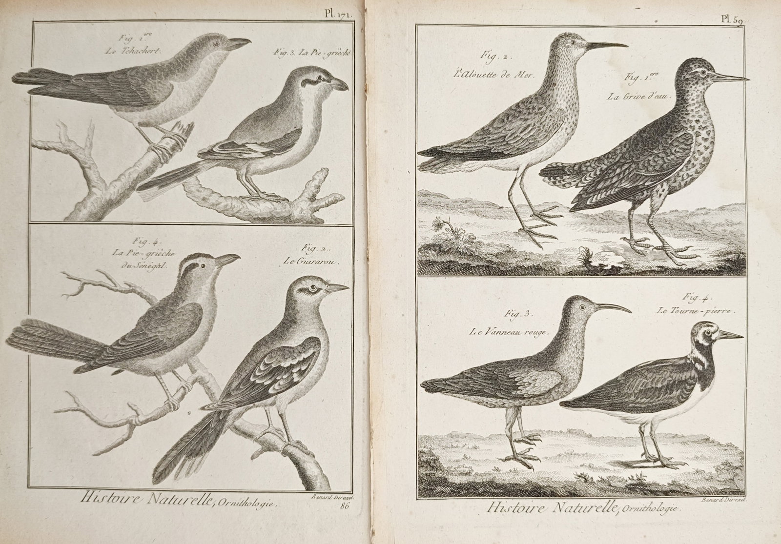 Robert Bénard – Set of 2: Natural History Studies of Shrikes and Waders – Engravings (18th: "Natural History, Ornithology" presents an ornithological study documenting varied shrikes perched upon bare branches alongside wading shorebirds standing in coastal landscape environments. These copp