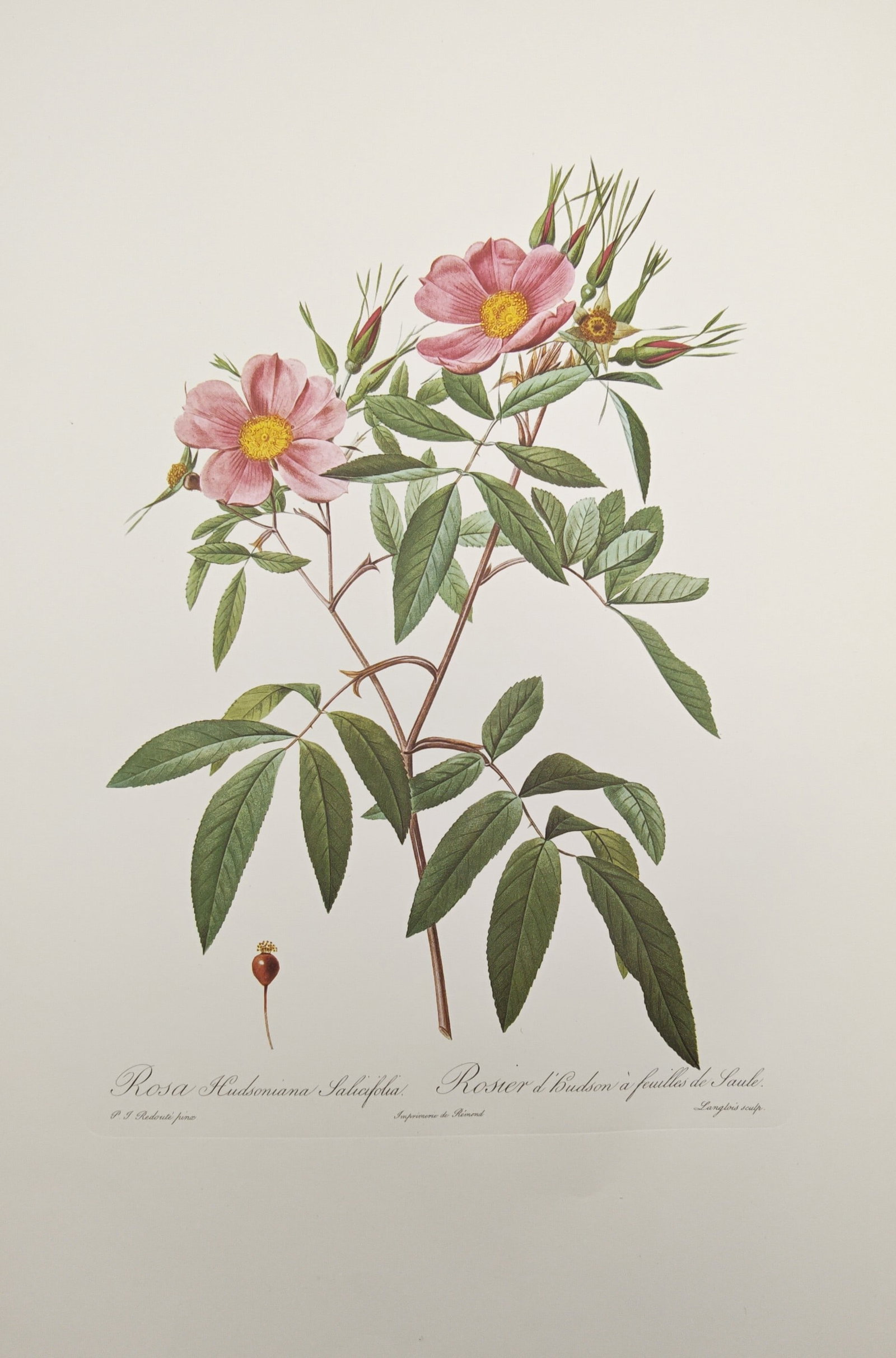Pierre-Joseph Redouté, after – Botanical Study of the Willow-Leaved Hudson Rose – Offset print (1 of 2)