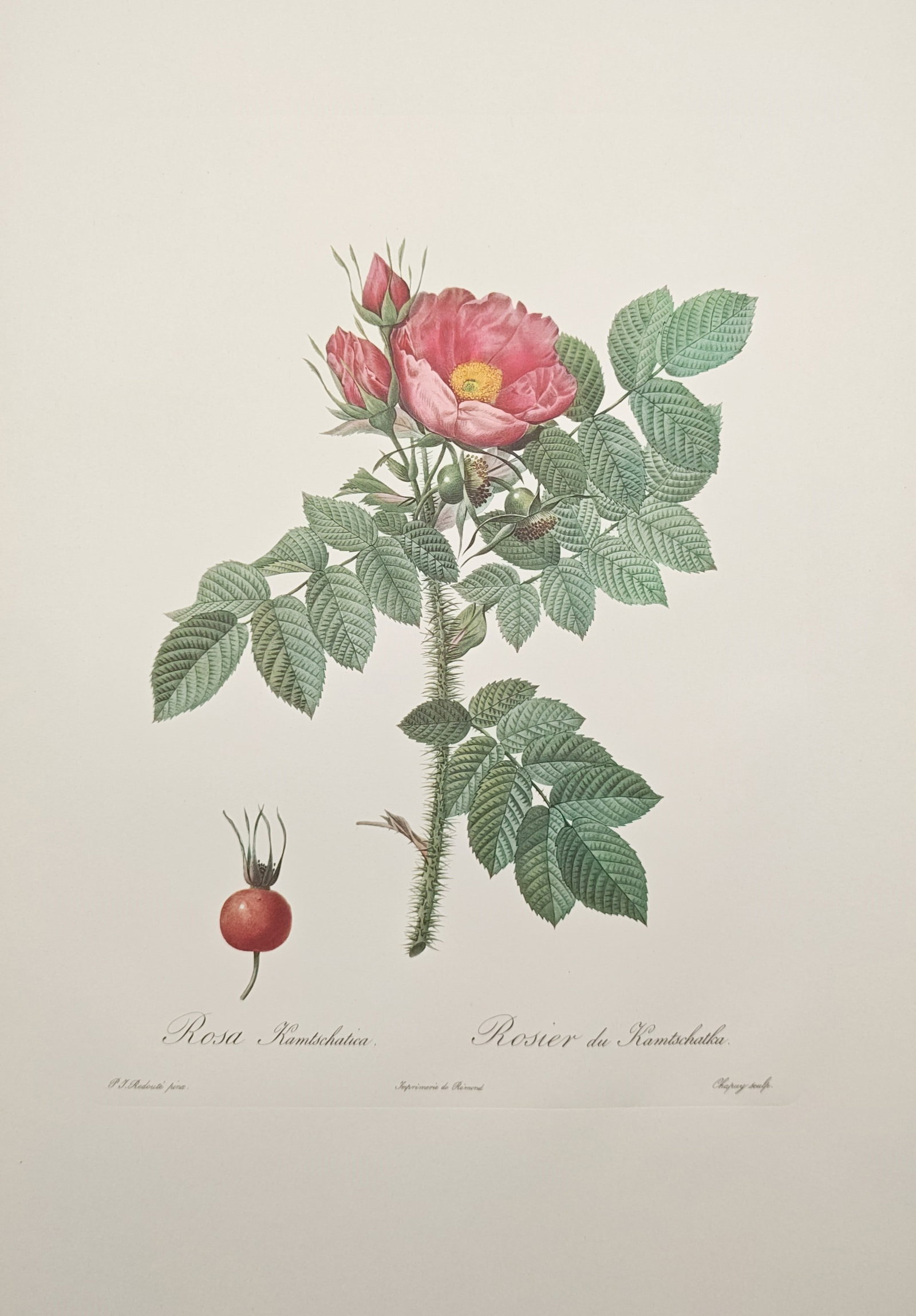 Pierre-Joseph Redouté, after – Botanical Study of the Kamchatka Rose – Offset print (20th: "Kamchatka Rose" presents a delicate botanical study depicting a prickly flowering stem of the rose variety bearing an open pink blossom, emerging buds, serrated foliage, and a solitary ripe red rose 