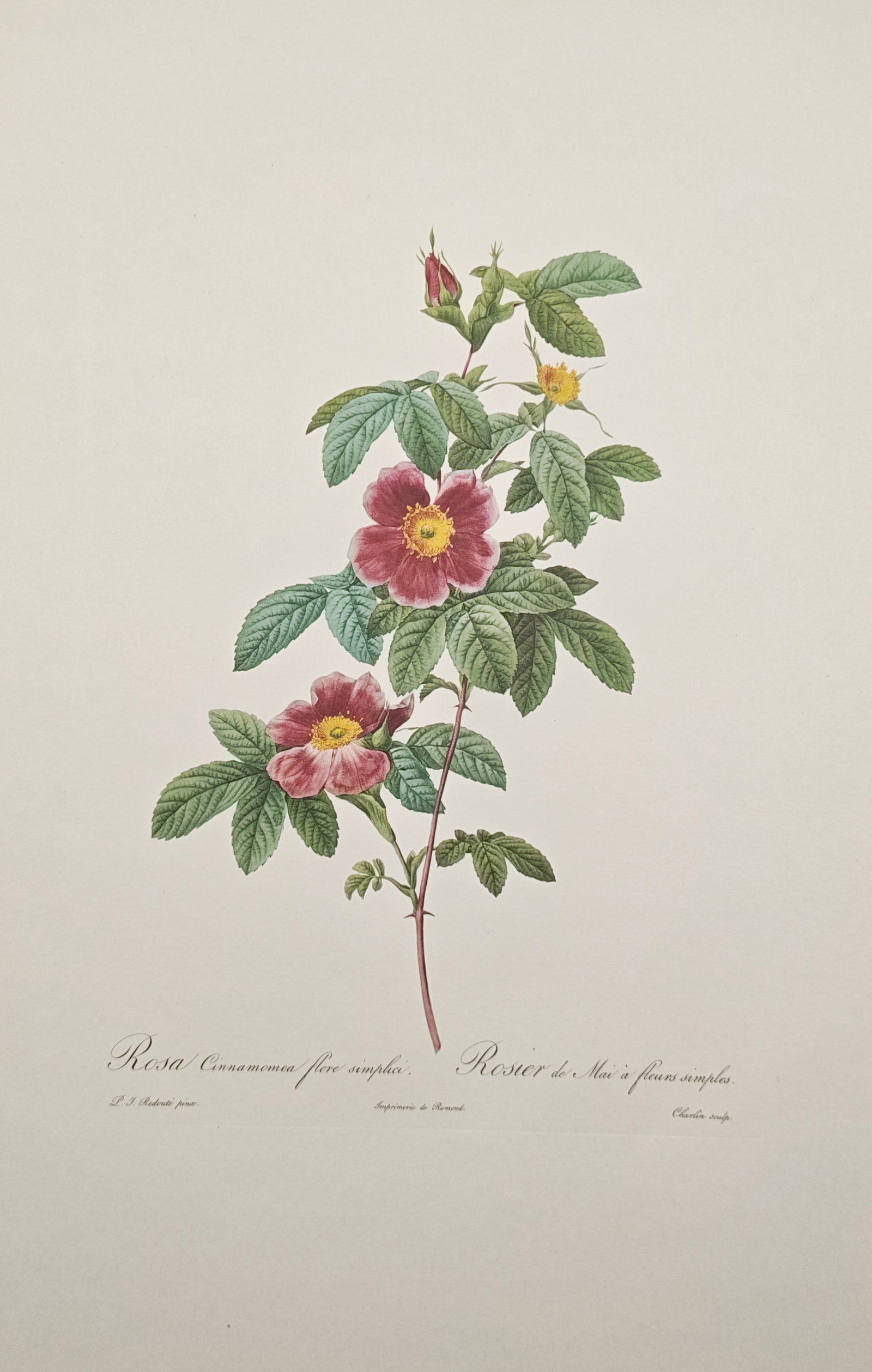 Pierre-Joseph Redouté, after – Botanical Study of the Single-Flowered Cinnamon Rose – Offset: "Single-Flowered Cinnamon Rose" presents a delicate botanical study depicting an upright flowering stem of the rose variety bearing vivid pink blossoms with golden stamens, slender prickles, and serra