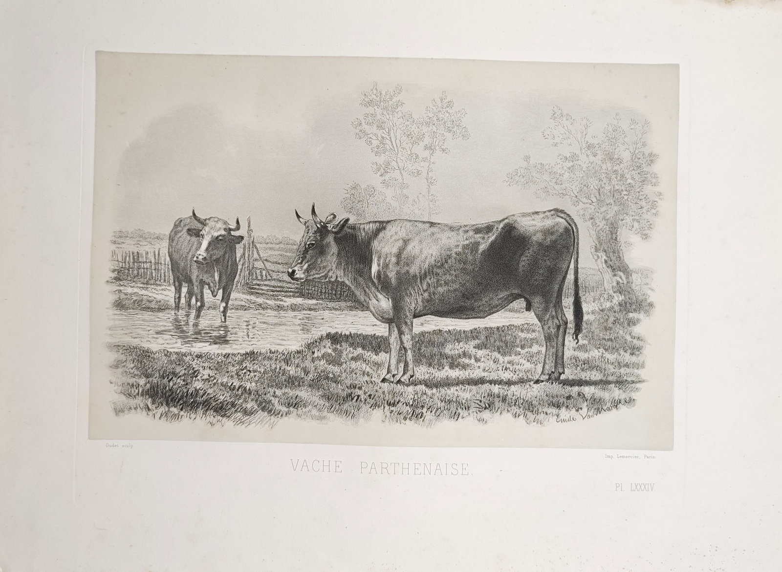 Émile Baudement – Parthenais Cow in a Pasture – Lithograph (19th Century): "Parthenais Cow" presents an agricultural livestock study depicting cattle in a pastoral landscape with an open watering pool and distant trees. This nineteenth-century lithograph illustrates domestic