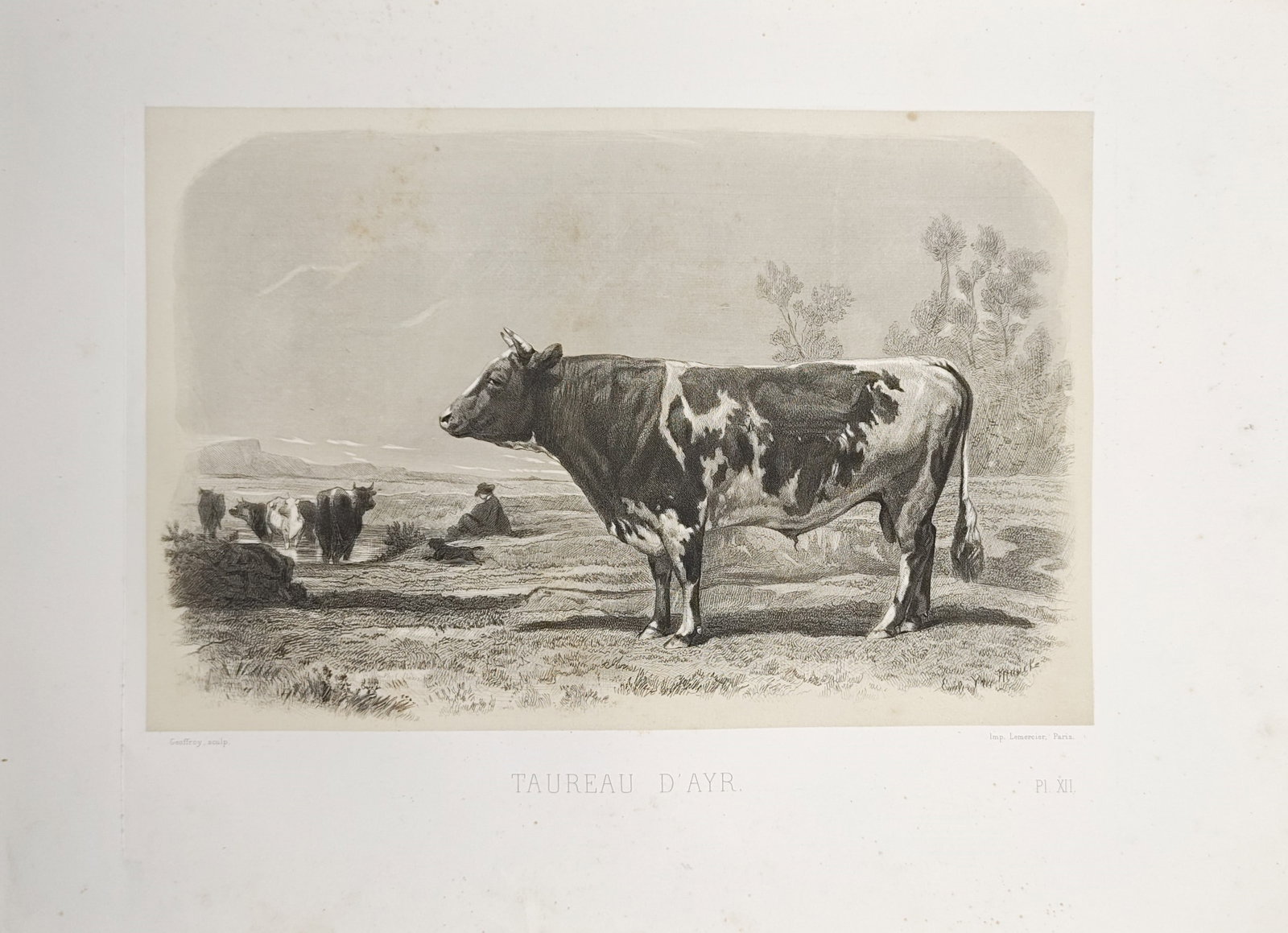 Émile Baudement – Ayrshire Bull in a Pasture – Lithograph (19th Century) (1 of 2)