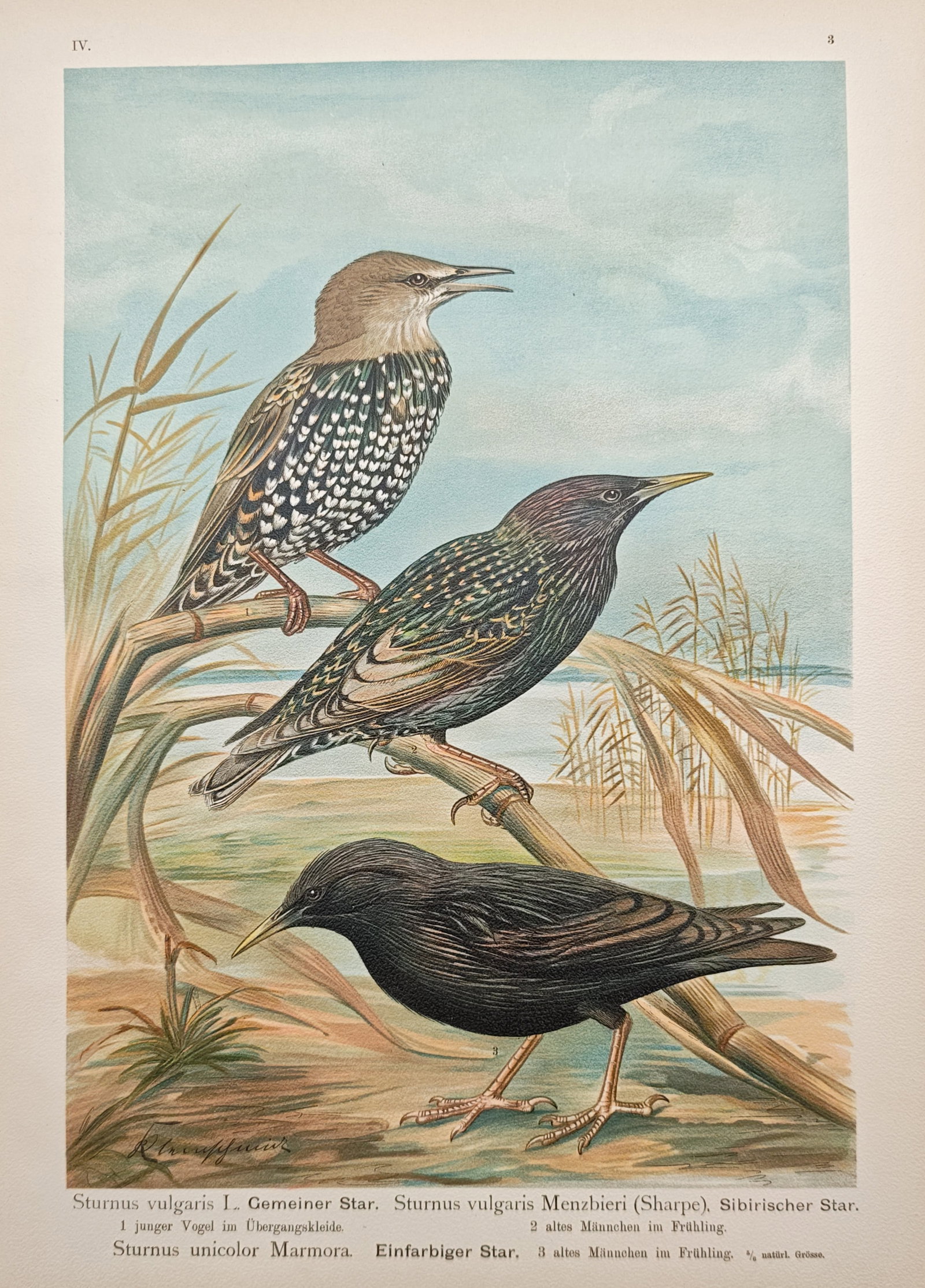Johann Friedrich Naumann – Ornithological Study of Common and Spotless Starlings – Lithograph (1 of 2)