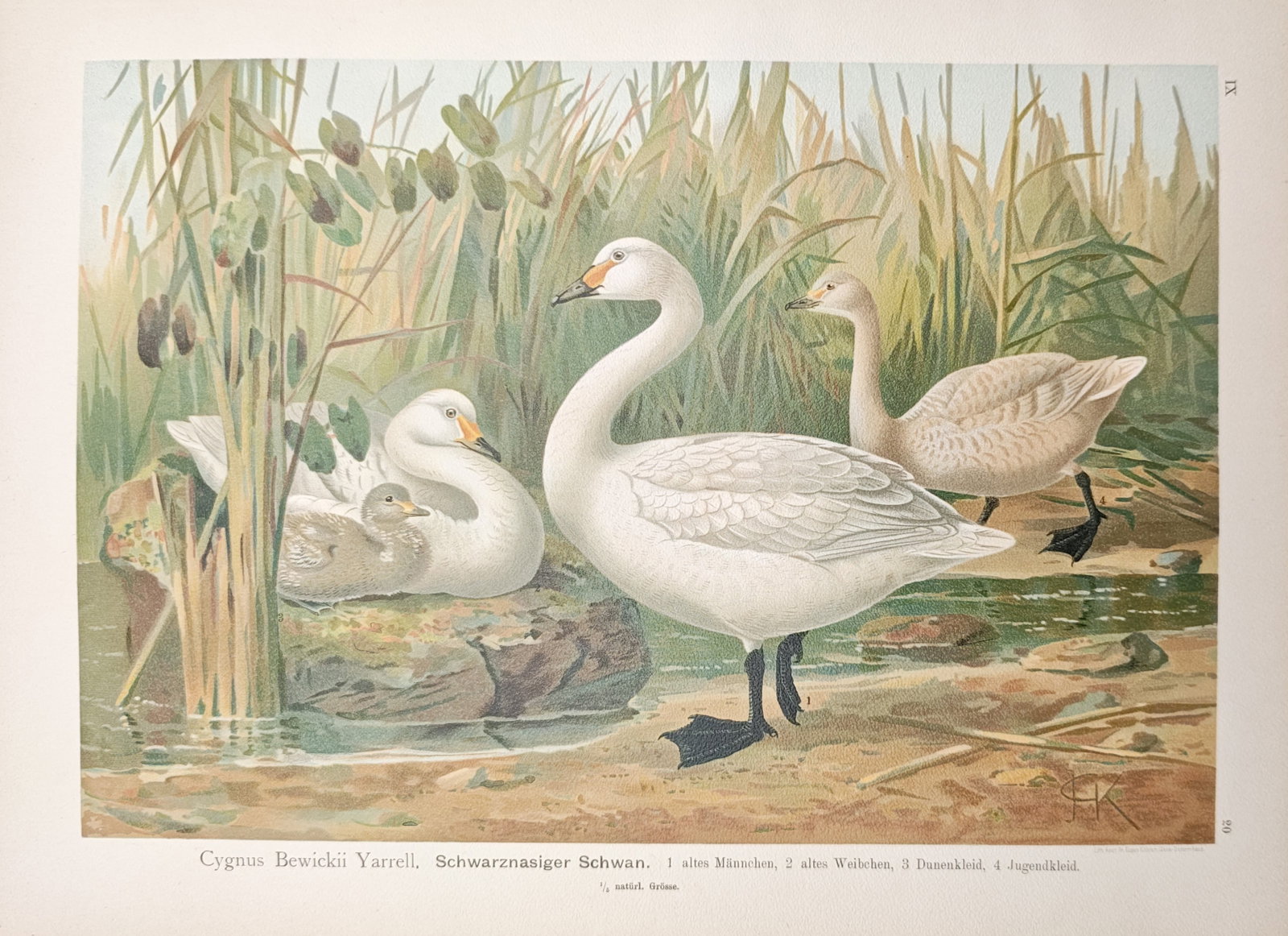 Johann Friedrich Naumann – Ornithological Study of Bewick's Swans – Lithograph: "Black-Nosed Swan" presents an ornithological wildlife study depicting adult and juvenile Bewick's swans resting and swimming amid tall reeds and reeds along a marshy shoreline. This lithograph illust