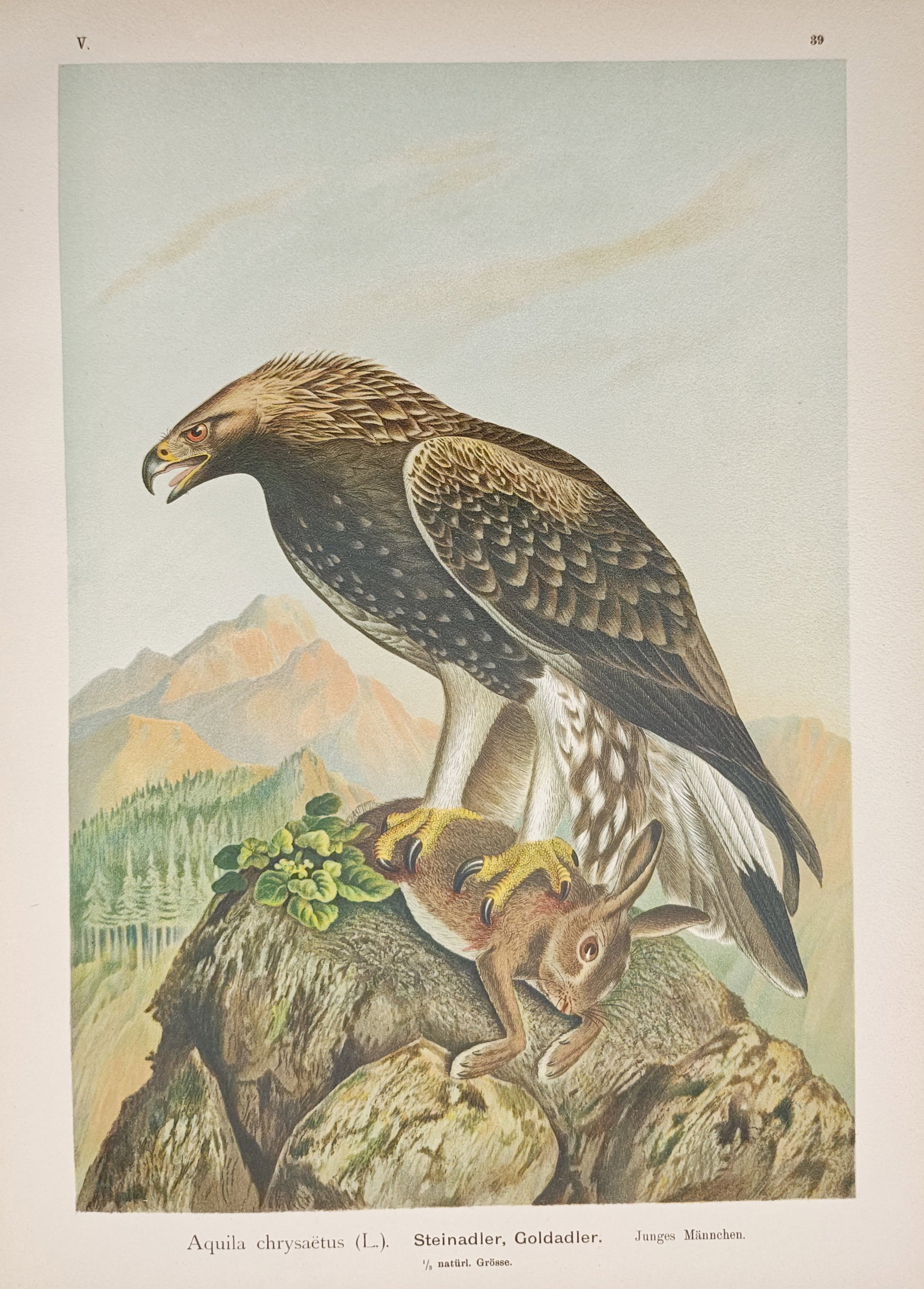 Johann Friedrich Naumann – Ornithological Study of the Golden Eagle – Lithograph (1 of 2)