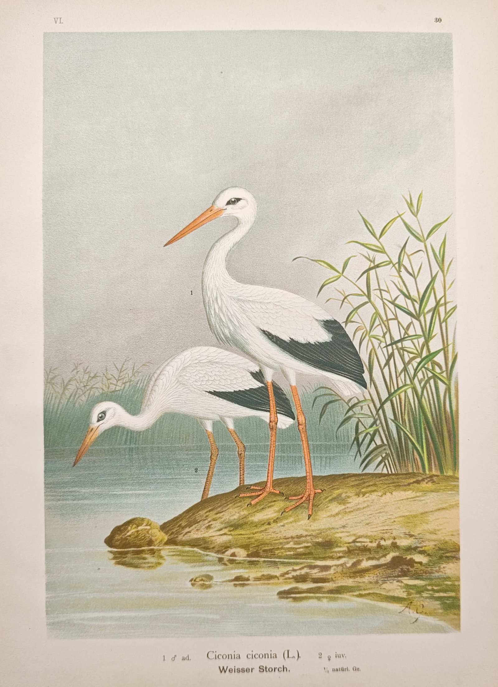 Johann Friedrich Naumann – Ornithological Study of the White Stork – Lithograph: "White Stork" presents an ornithological wildlife study depicting adult and juvenile white storks standing along a tranquil riverbank bordered by tall reeds. This lithograph illustrates plumage charac