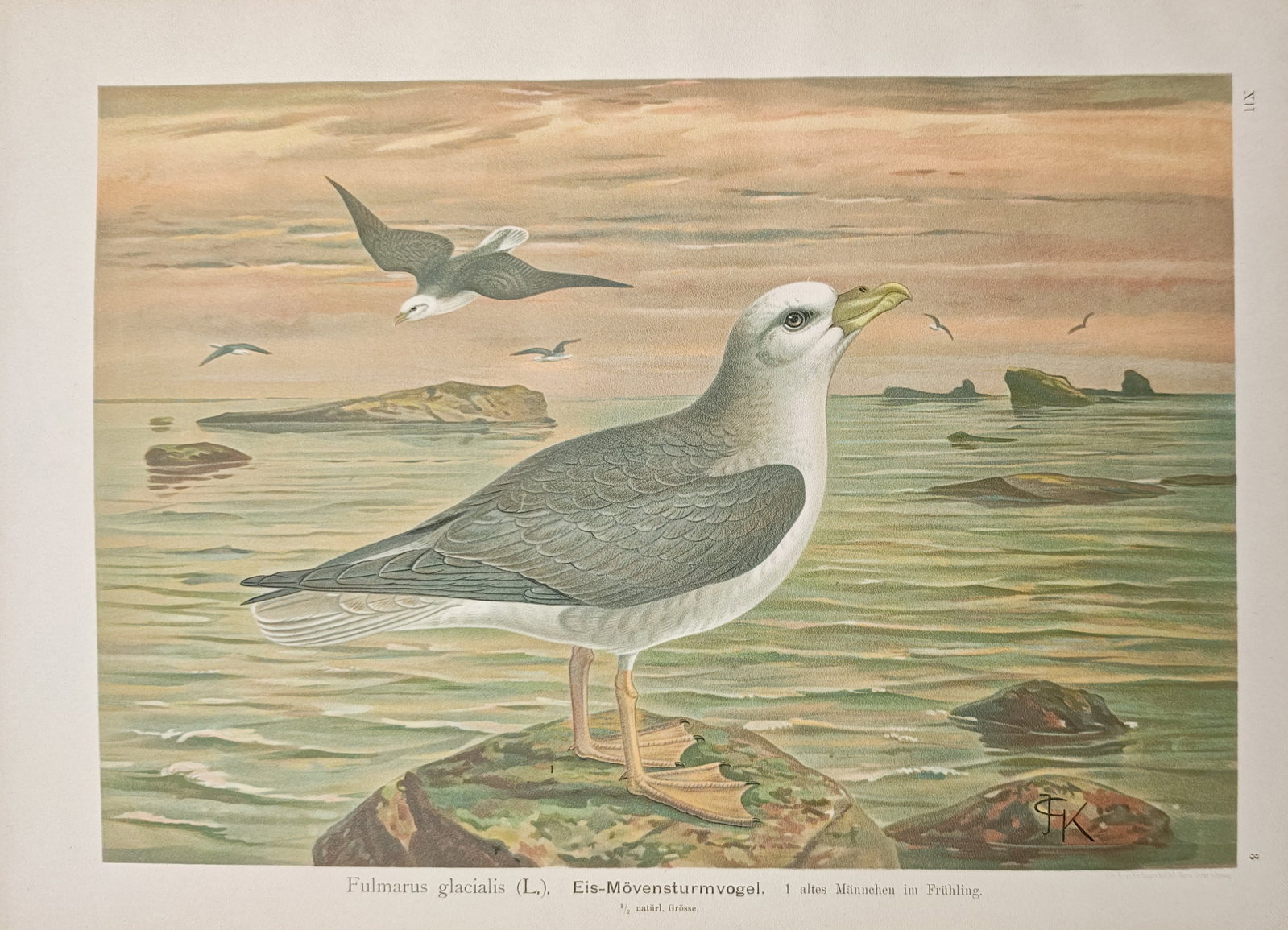 Johann Friedrich Naumann – Ornithological Study of the Northern Fulmar – Lithograph: "Northern Fulmar" presents an ornithological wildlife study depicting a male fulmar perched upon a coastal rock outcrop overlooking an expansive seascape with rocky islets and flying seabirds under an