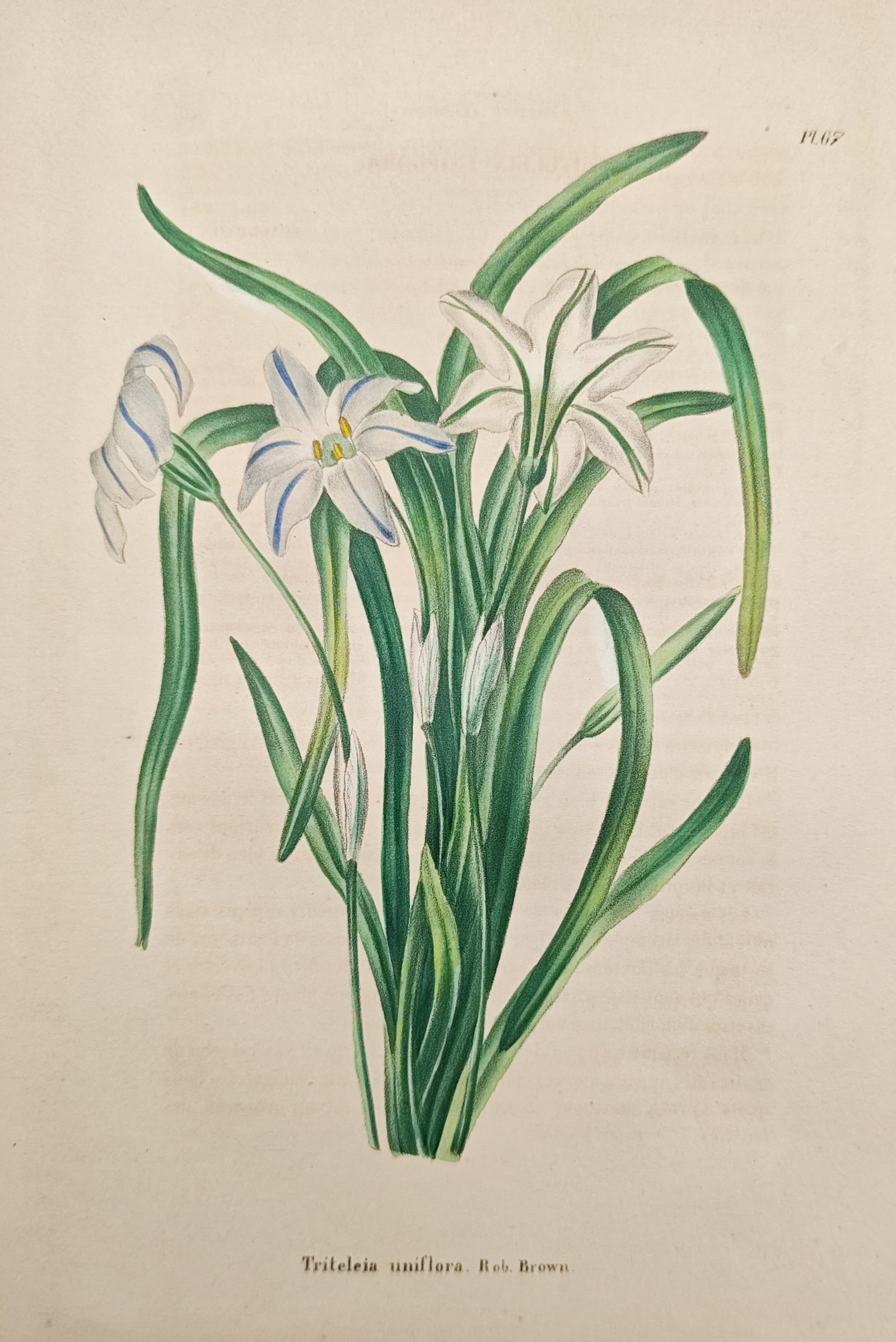 Alexandre de Lagarde – Botanical Study of Spring Starflower – Lithograph (19th Century): "Spring Starflower" presents a delicate botanical study depicting star-shaped white blossoms with soft blue central veins rising from a cluster of slender, arching green leaves. This nineteenth-centur