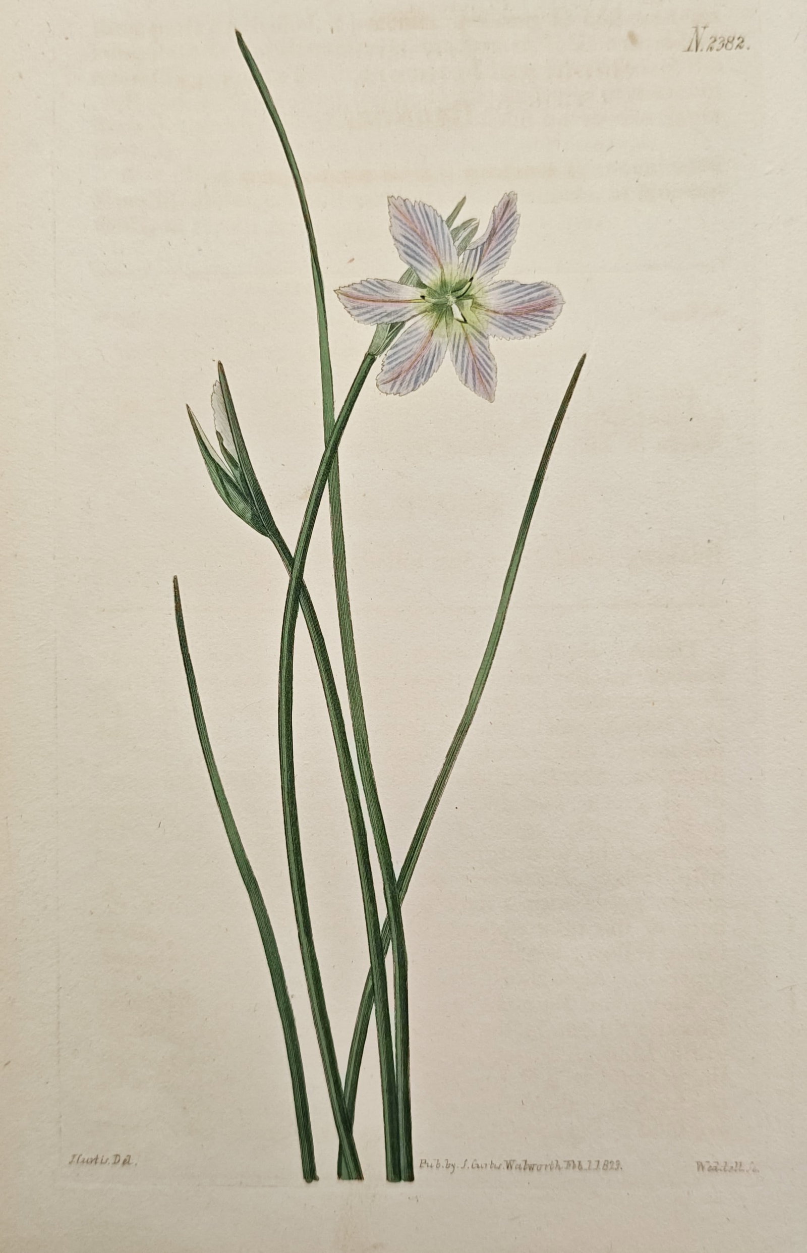 John Curtis – Botanical Study of a Striped-Flowered Trichonema – Hand-Colored Engraving: "Striped-Flowered Trichonema" presents a delicate botanical study depicting a slender flowering stem with a single pale, striated blossom and upright, linear green leaves. This nineteenth-century hand