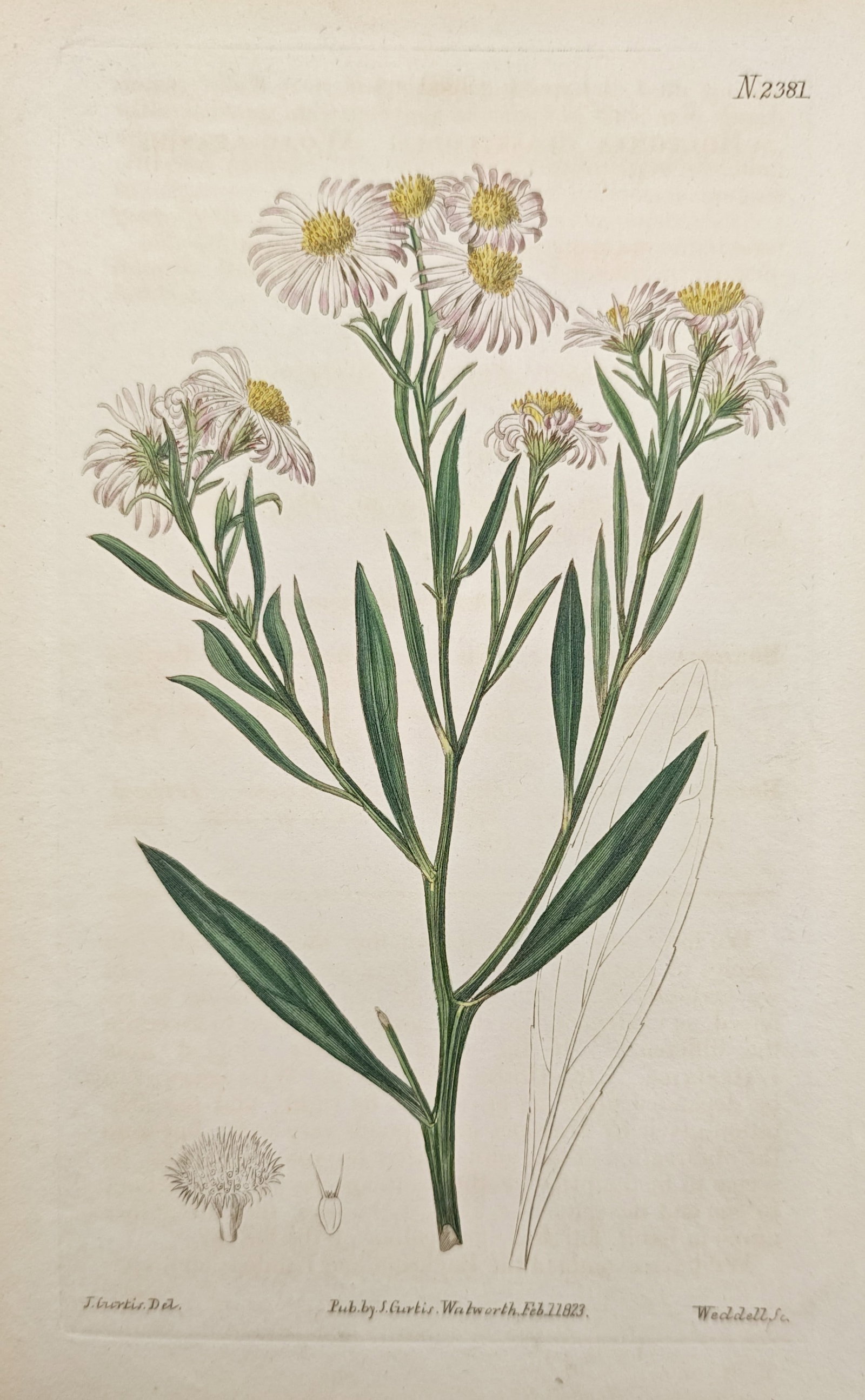 John Curtis – Botanical Study of an Aster – Hand-Colored Engraving (19th Century): "Aster" presents a delicate botanical study depicting a branching flowering stalk bearing composite blossoms with pale ray petals, yellow disc florets, lanceolate leaves, and detailed morphological di