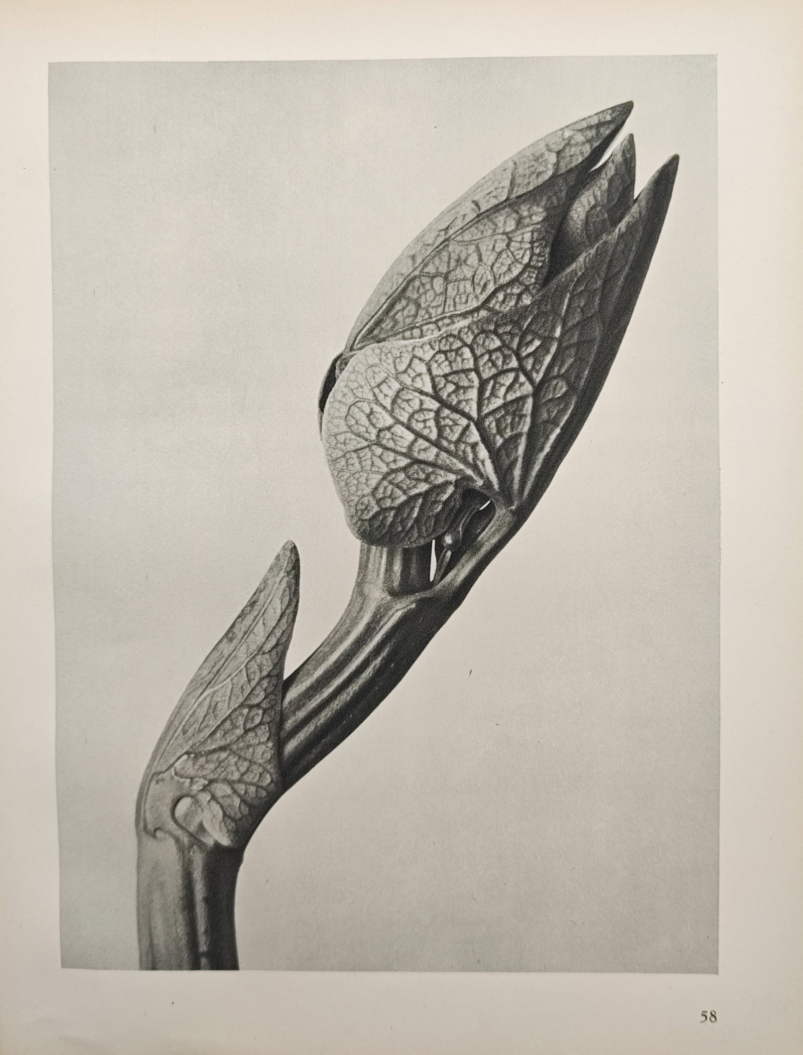 Karl Blossfeldt, after – Photographic Botanical Study of an Aristolochia Bud – Offset print (1 of 2)