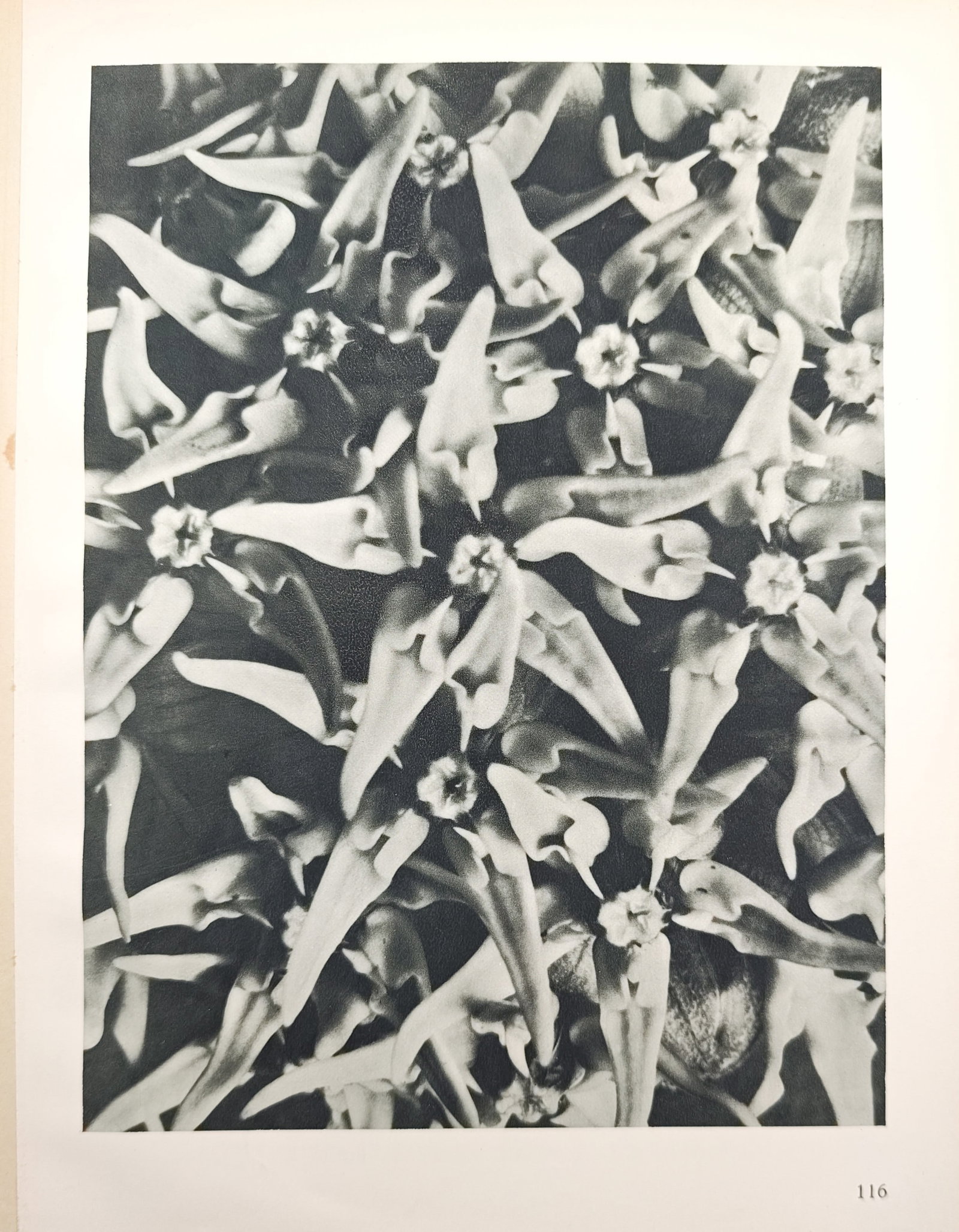 Karl Blossfeldt, after – Photographic Botanical Study of a Milkweed Inflorescence – Offset print (1 of 2)