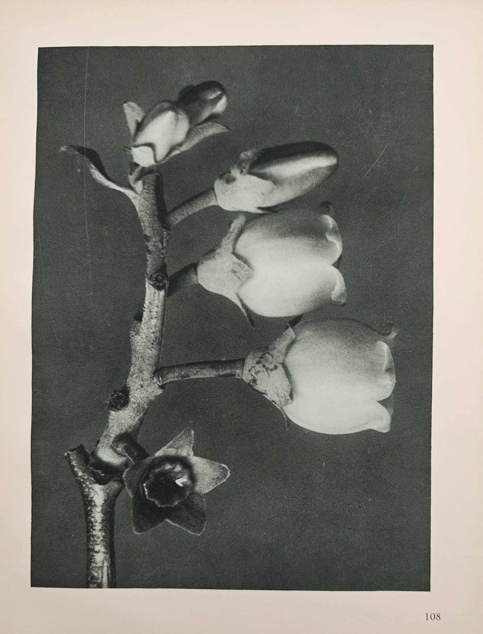 Karl Blossfeldt, after – Photographic Botanical Study of Bell-Shaped Blossoms – Offset print (1 of 2)
