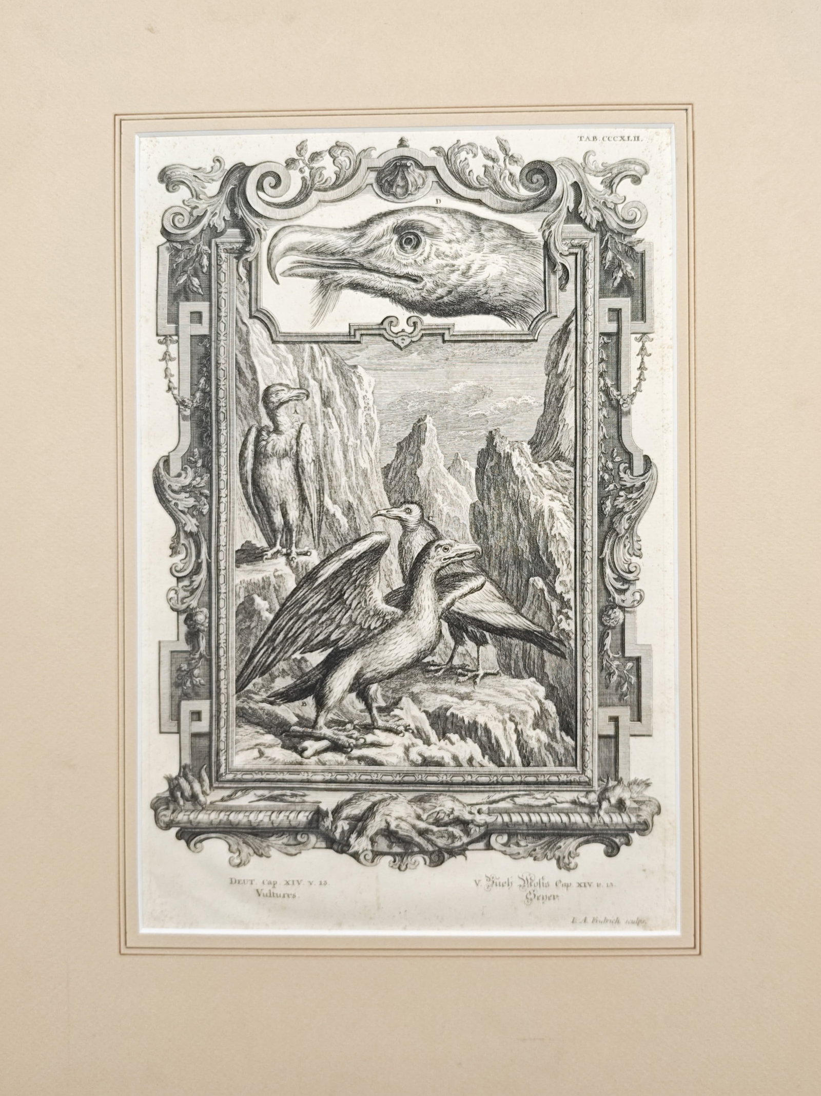 Jacob Andreas Fridrich – Biblical Study of Vultures – Engraving (18th Century) (1 of 2)