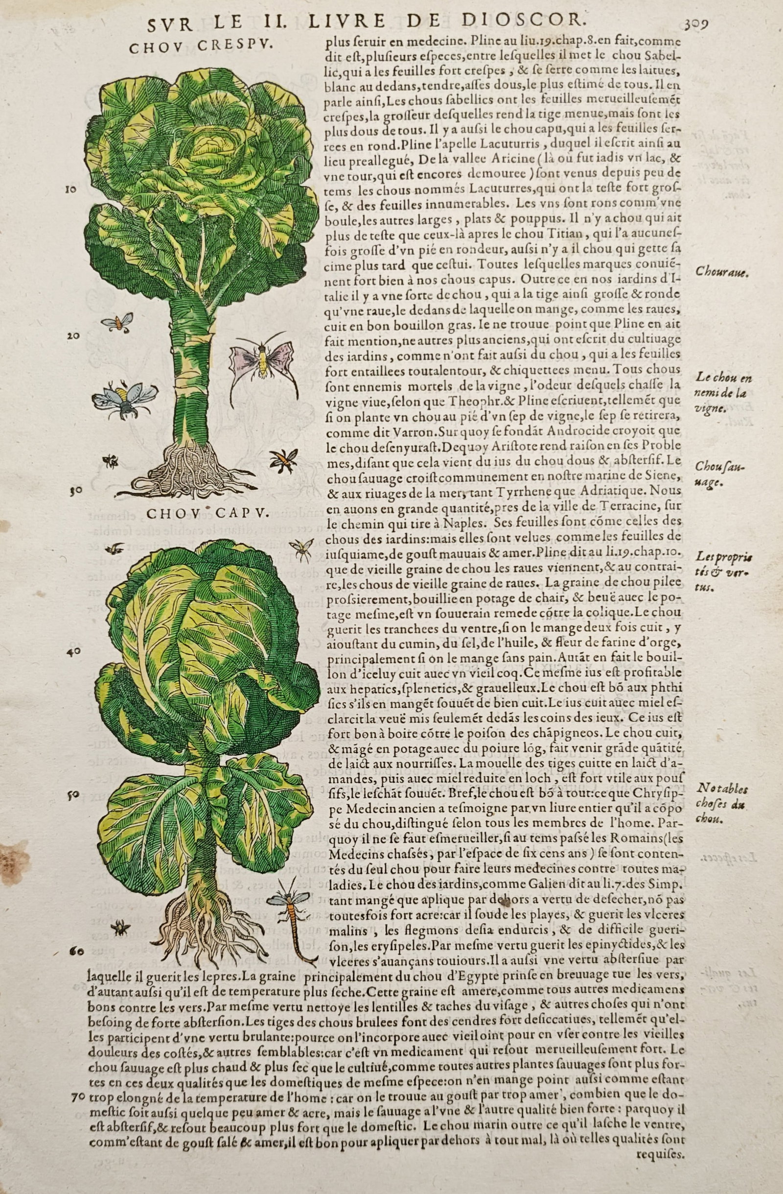 Pietro Andrea Mattioli – Botanical Study of Cabbage Varieties – Woodcut (16th Century) (1 of 2)