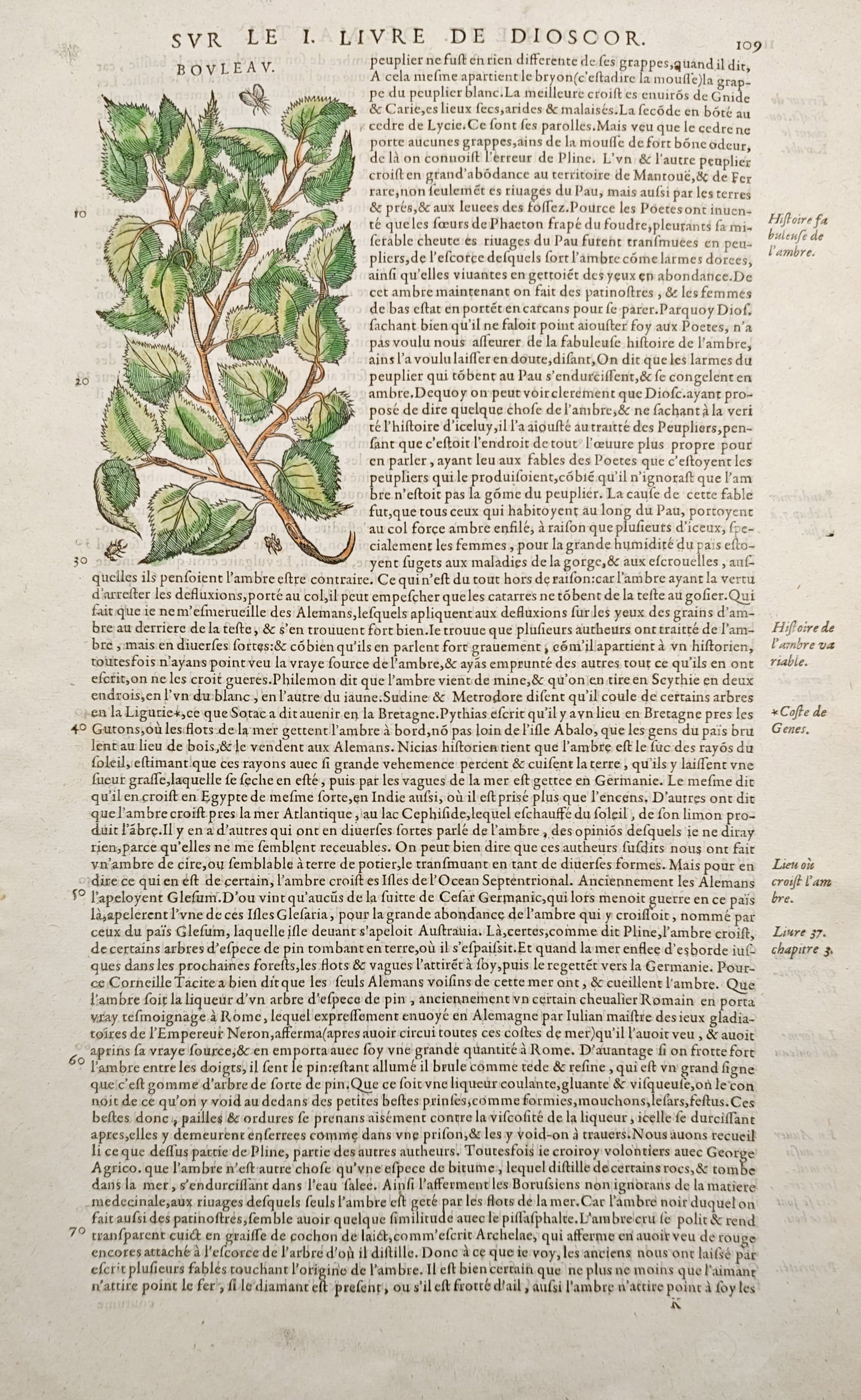 Pietro Andrea Mattioli – Botanical Study of the Birch Tree – Woodcut (16th Century): "Birch" presents a Renaissance botanical study depicting the leafy branch, catkins, and foliage of the birch tree integrated within historical letterpress commentary text. This sixteenth-century woodc