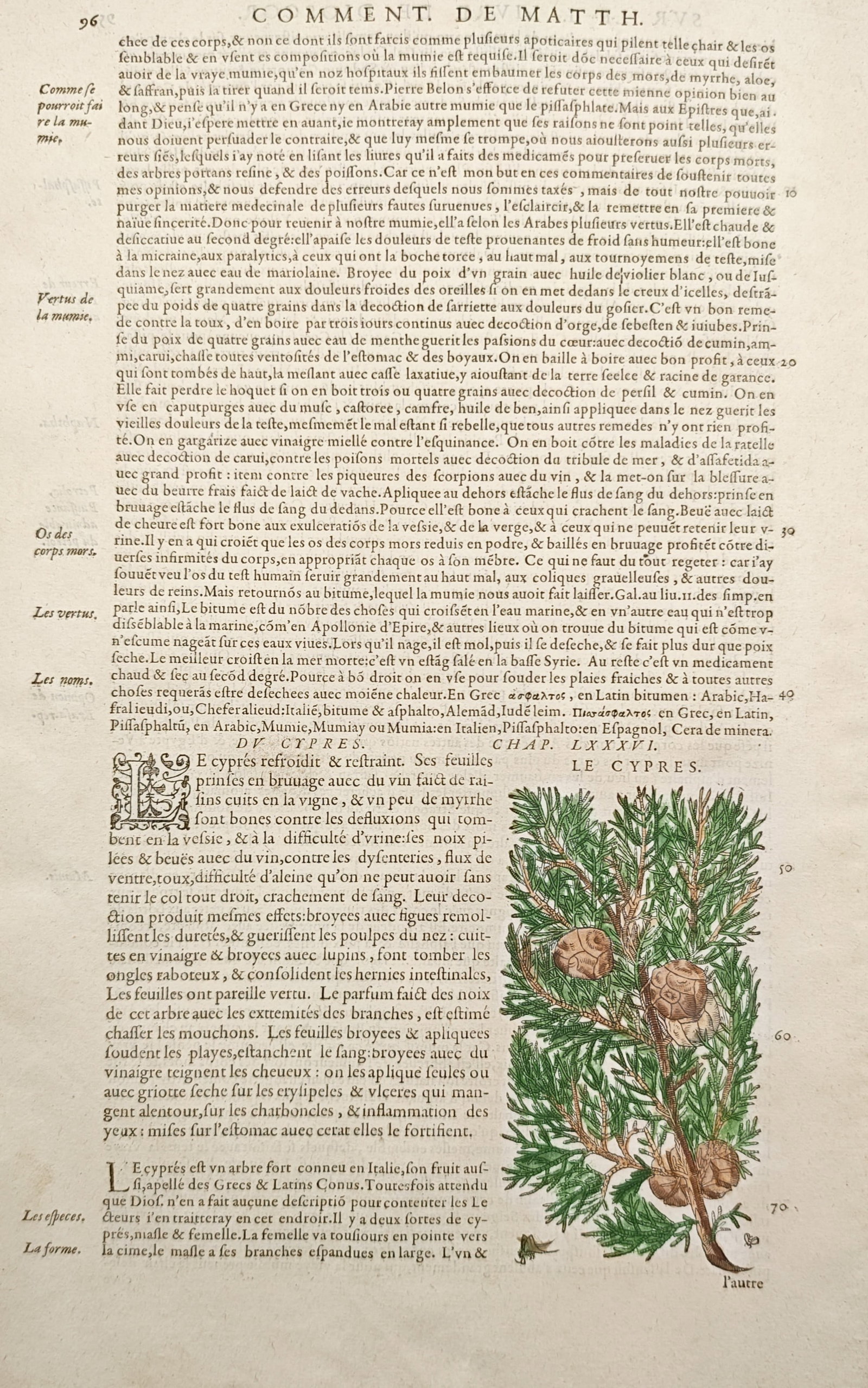 Pietro Andrea Mattioli – Botanical Study of the Cypress – Woodcut (16th Century) (1 of 2)