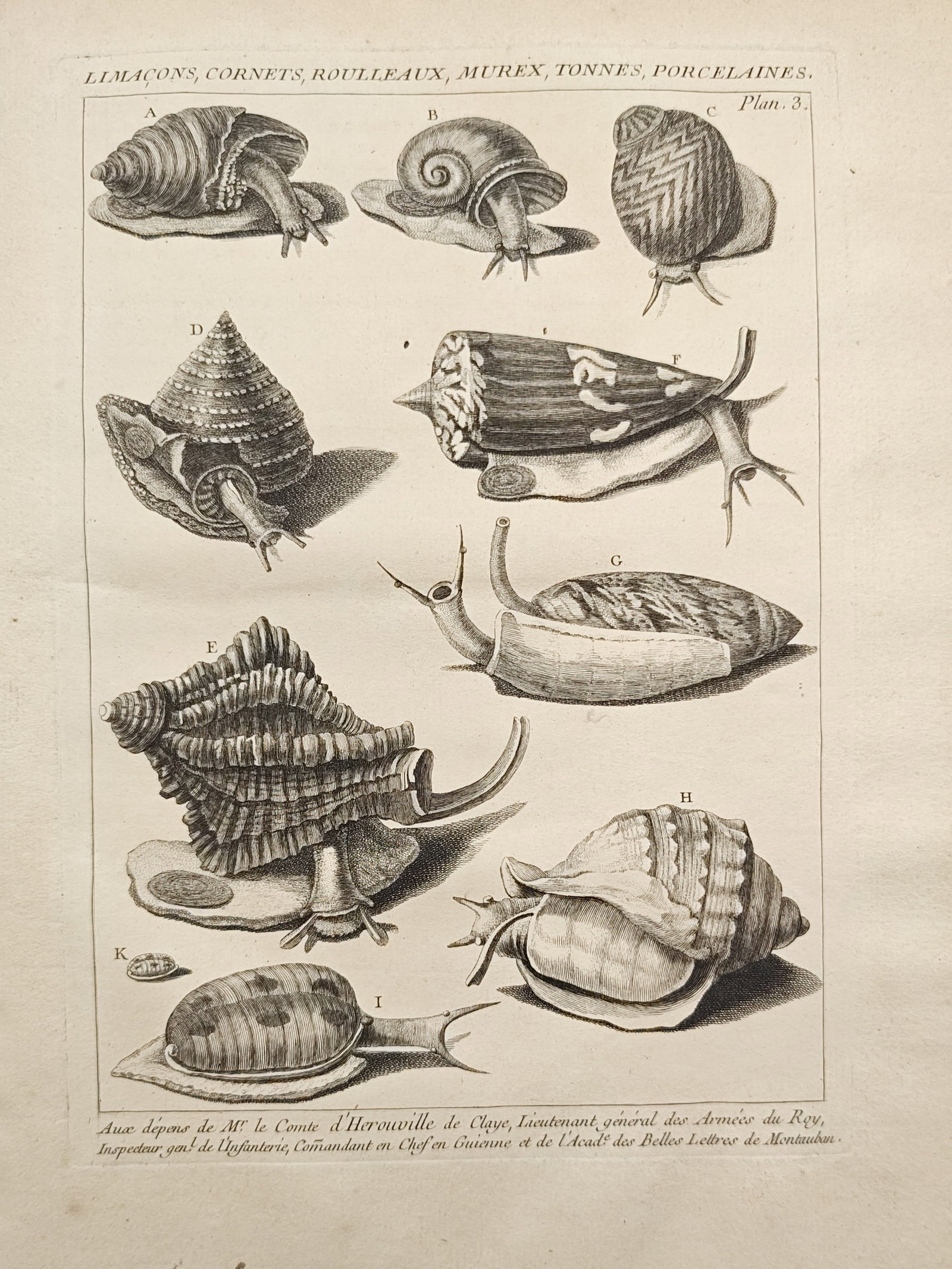 Antoine-Joseph Dezallier d'Argenville – Conchological Study of Snails and Shells – Engraving: "Snails, Cones, Volutes, Murex, Tuns, Porcelains" presents a conchological natural history study depicting an array of marine and terrestrial mollusks showing both soft-bodied organisms and diverse pa