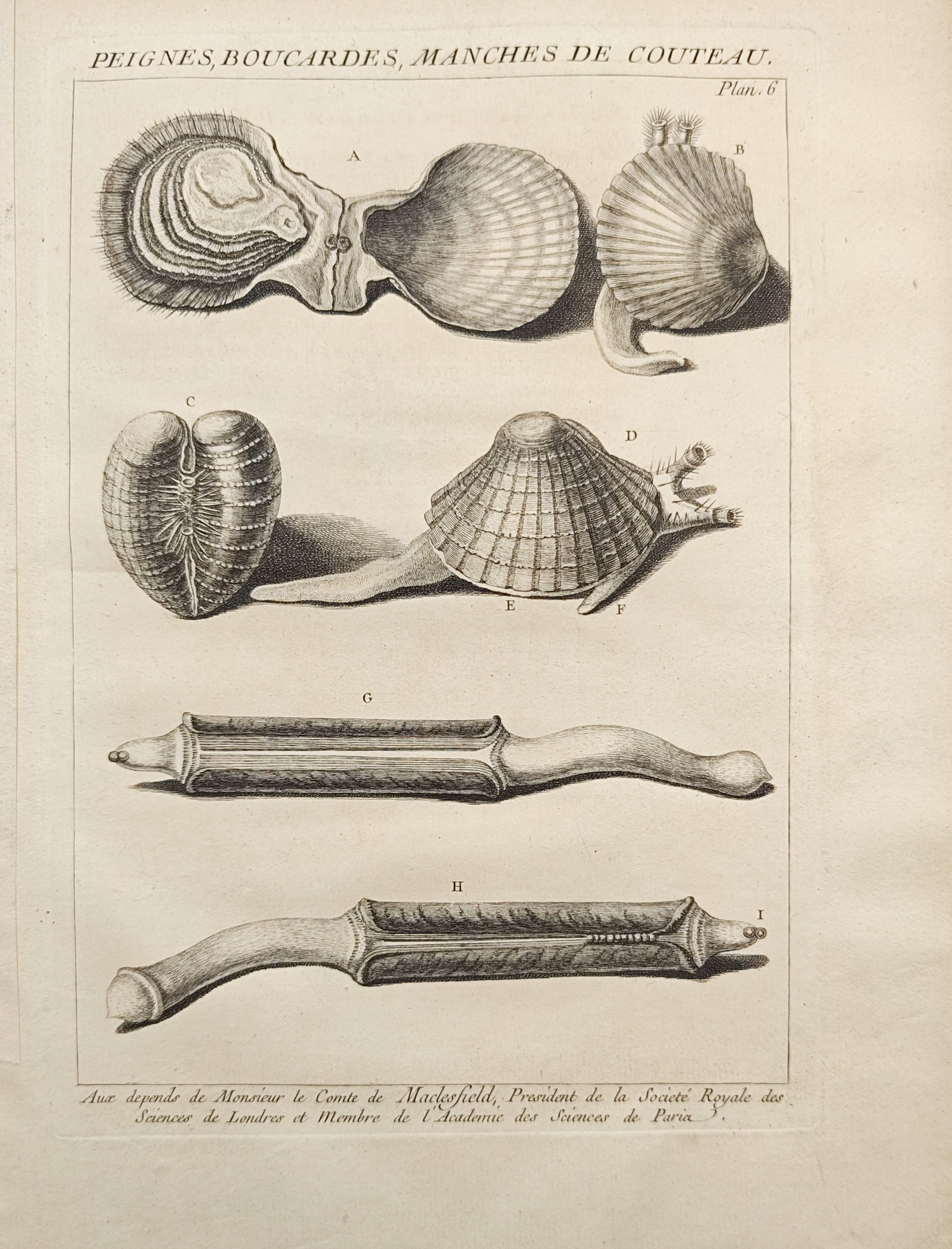 Antoine-Joseph Dezallier d'Argenville – Conchological Study of Scallops, Cockles, and Razor Clams: "Scallops, Cockles, Razor Clams" presents a conchological natural history study depicting an array of bivalve mollusks showing hinged shell structures, ribbed valve surfaces, and extended siphons. Thi