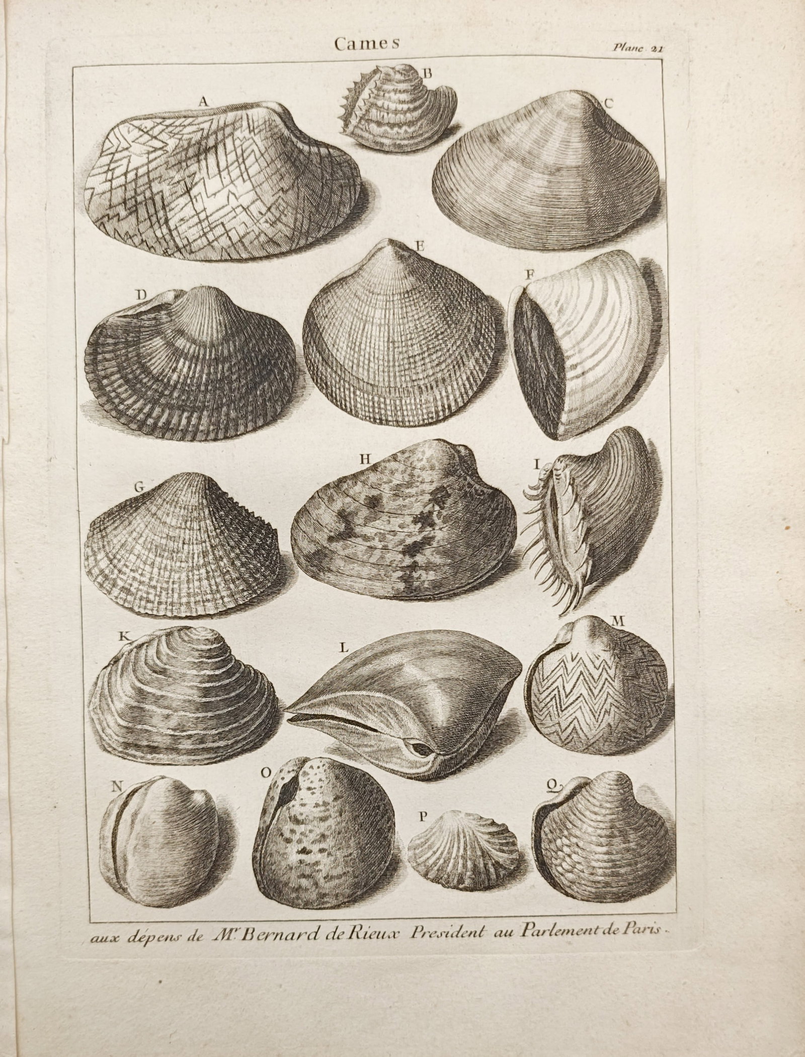 Antoine-Joseph Dezallier d'Argenville – Clam Shell Varieties – Engraving (18th Century): "Clams" illustrates an array of bivalve sea shells, displaying their varied forms, ribbed surfaces, and natural geometric contours. Dating to the 18th century, the print presents conchological specime