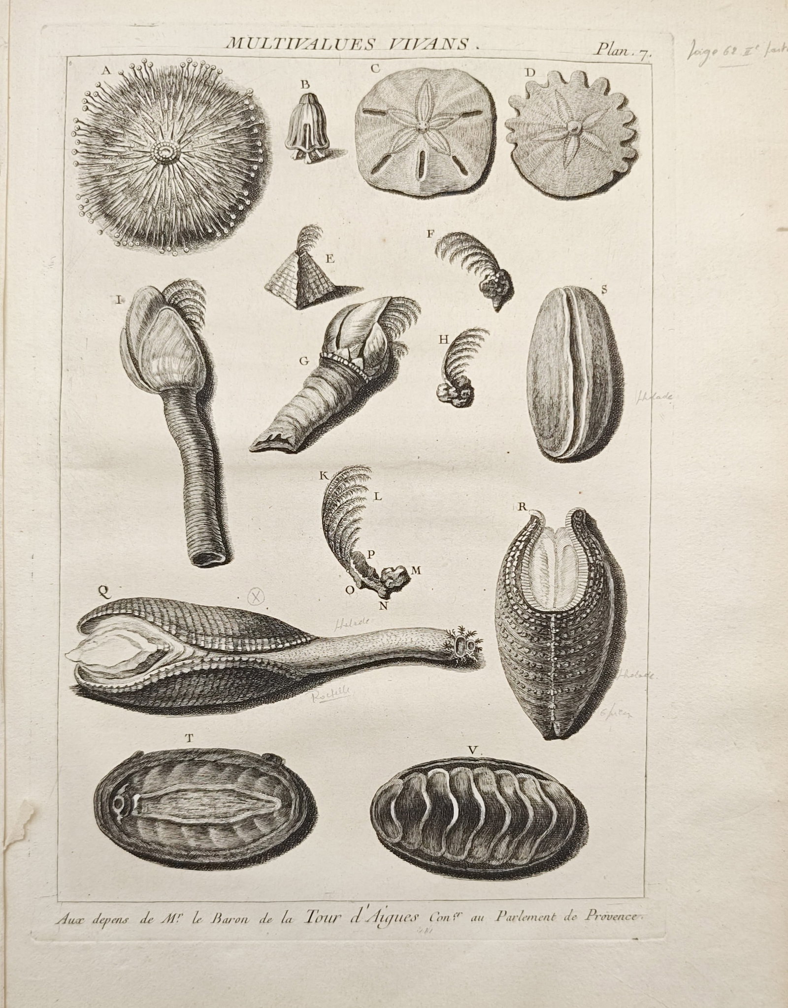 Antoine-Joseph Dezallier d'Argenville – Living Multivalve Shells – Engraving (18th Century): "Living Multivalves" depicts an assortment of articulated marine specimens, including barnacles, chitons, and sea urchins, shown in detailed anatomical form. Originating in the 18th century, the compo