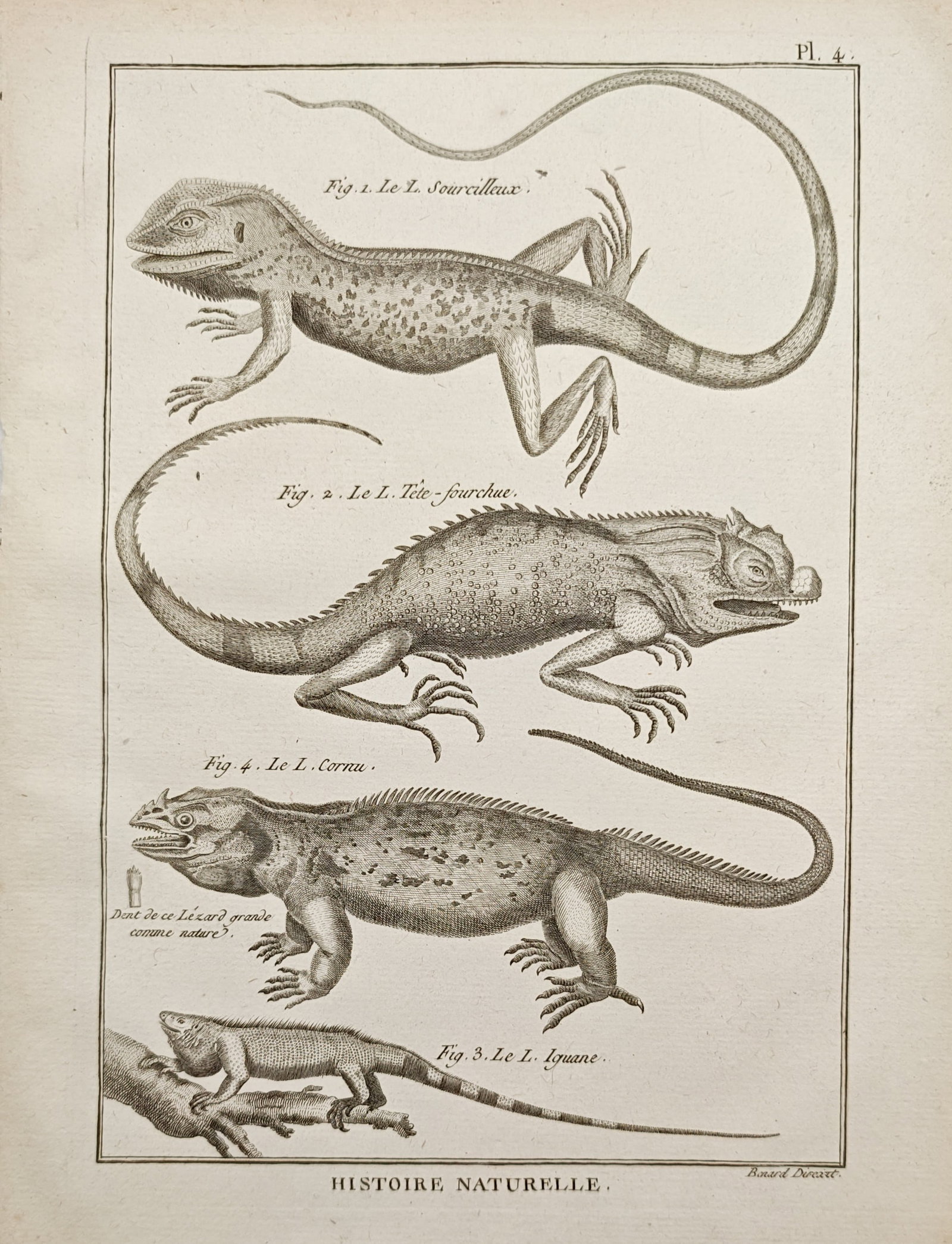 Robert Bénard – Lizard and Iguana Studies – Engraving (18th Century): "Natural History" illustrates a selection of horned, crested, and tree-dwelling lizards alongside an iguana, capturing their distinctive scales, claws, and varied physical forms. Created during the 18
