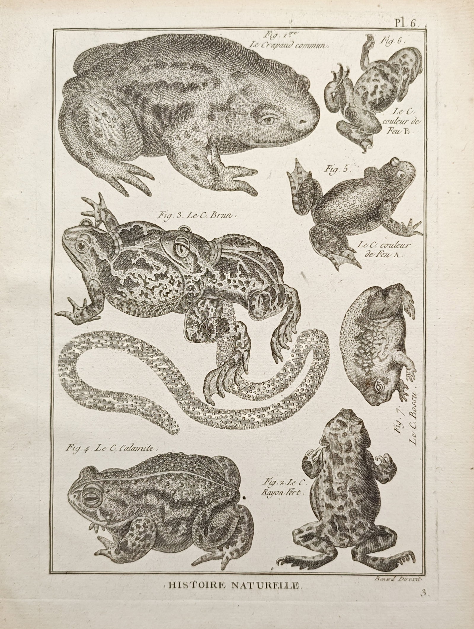 Robert Bénard – Toad Species Studies – Engraving (18th Century): "Natural History" illustrates a diverse grouping of common, natterjack, and fire-bellied toad specimens shown from multiple developmental and dorsal perspectives. Originating in the 18th century, the 