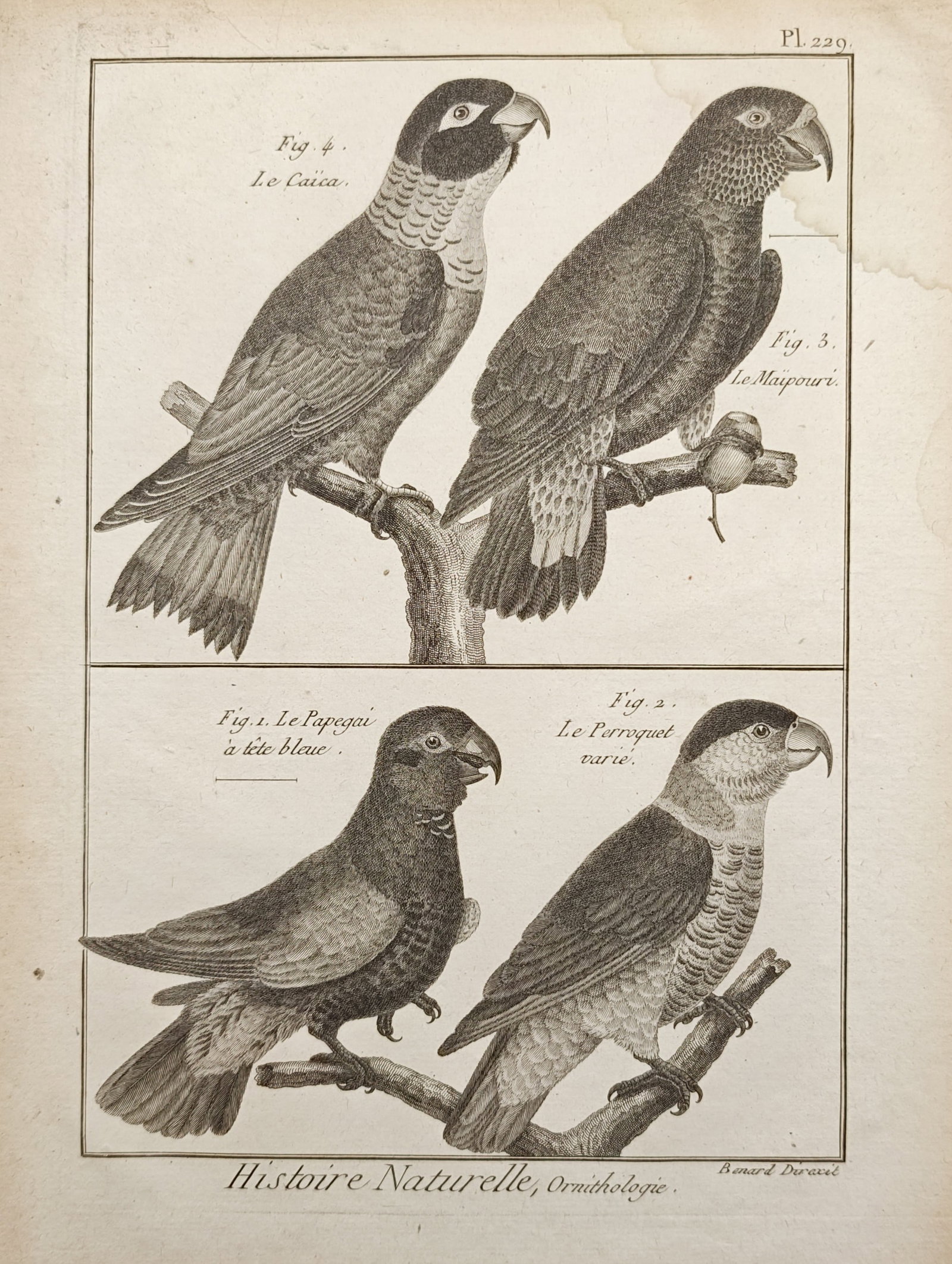 Robert Bénard – Parrot and Parakeet Studies – Engraving (18th Century): "Natural History, Ornithology" illustrates various neotropical parrot species perched on natural wooden branches, focusing on their varied plumage patterns, curved beaks, and anatomical forms. Dating 
