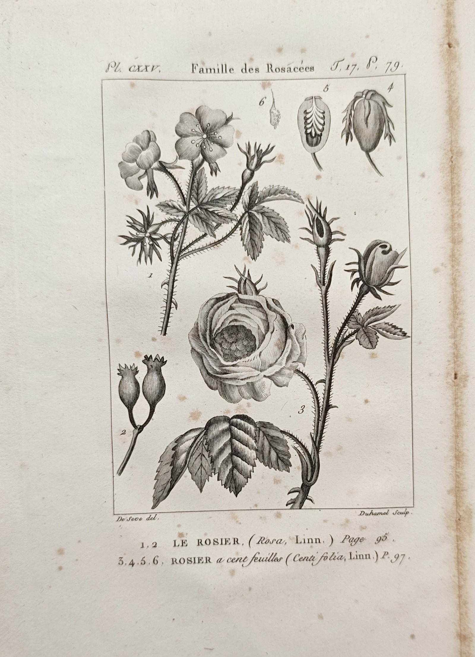 Georges-Louis Leclerc, Comte de Buffon – Rose Family Botanical Studies – Engraving (18th (1 of 2)