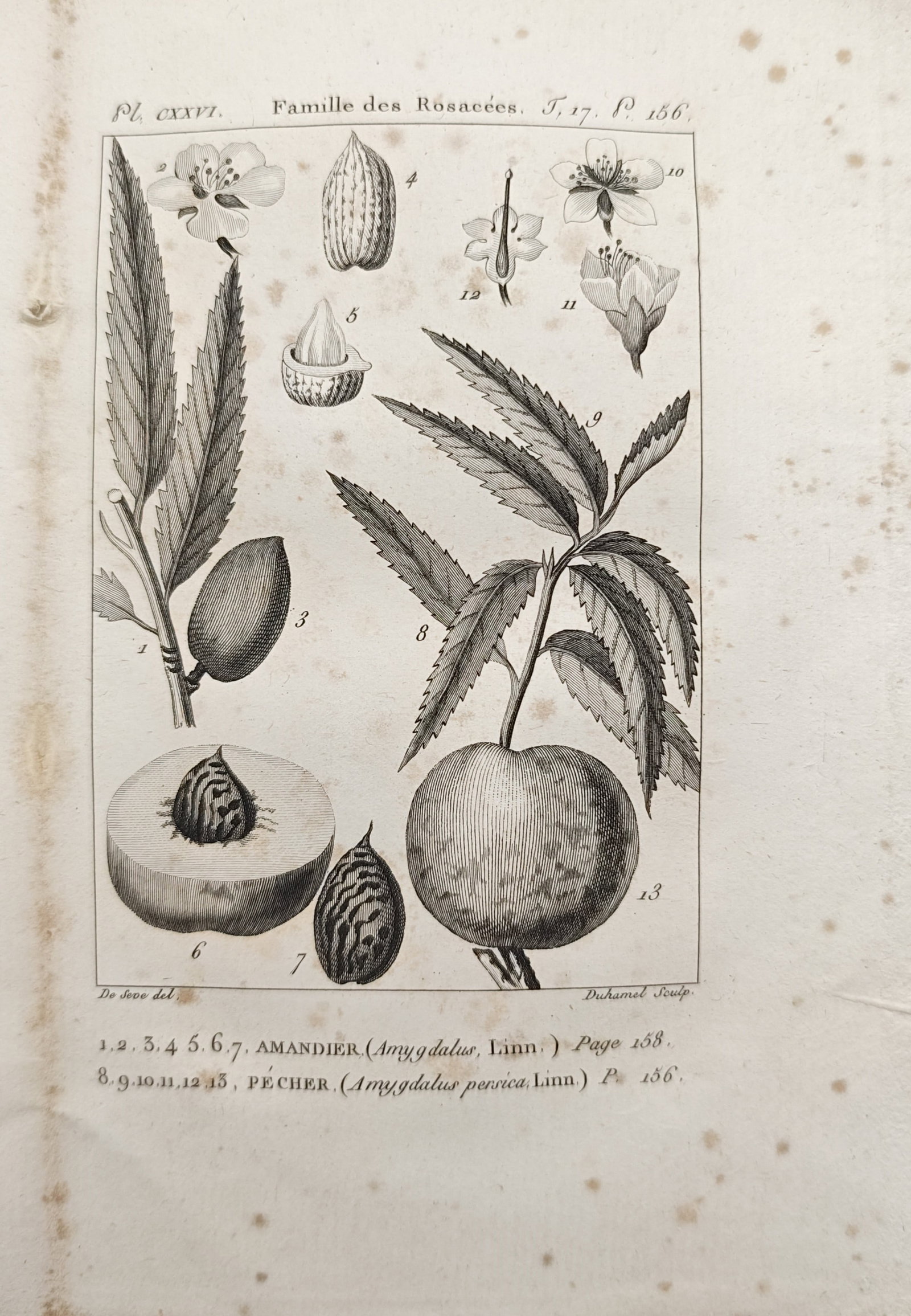 Georges-Louis Leclerc, Comte de Buffon – Almond and Peach Botanical Studies – Engraving: "The Rose Family" illustrates the foliage, blossoming flowers, fruiting bodies, and cross-sectioned seeds of the almond and peach trees. Dating to the 18th century, the botanical print highlights the 