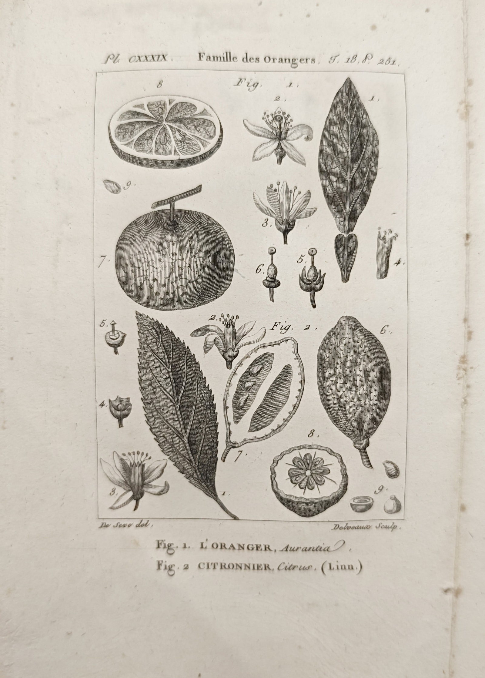 Georges-Louis Leclerc, Comte de Buffon – Orange and Lemon Tree Studies – Engraving (1 of 2)