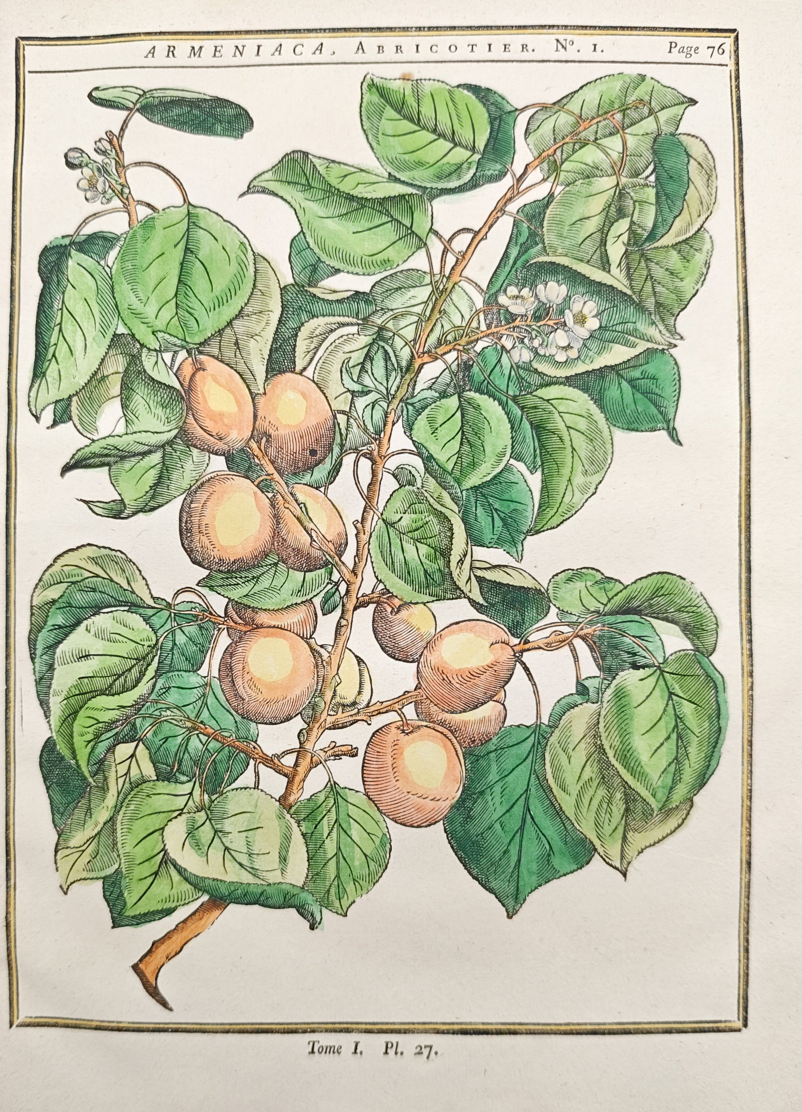 Henri-Louis Duhamel du Monceau – Apricot Tree Branch Studies – Woodcut (1755) (1 of 2)