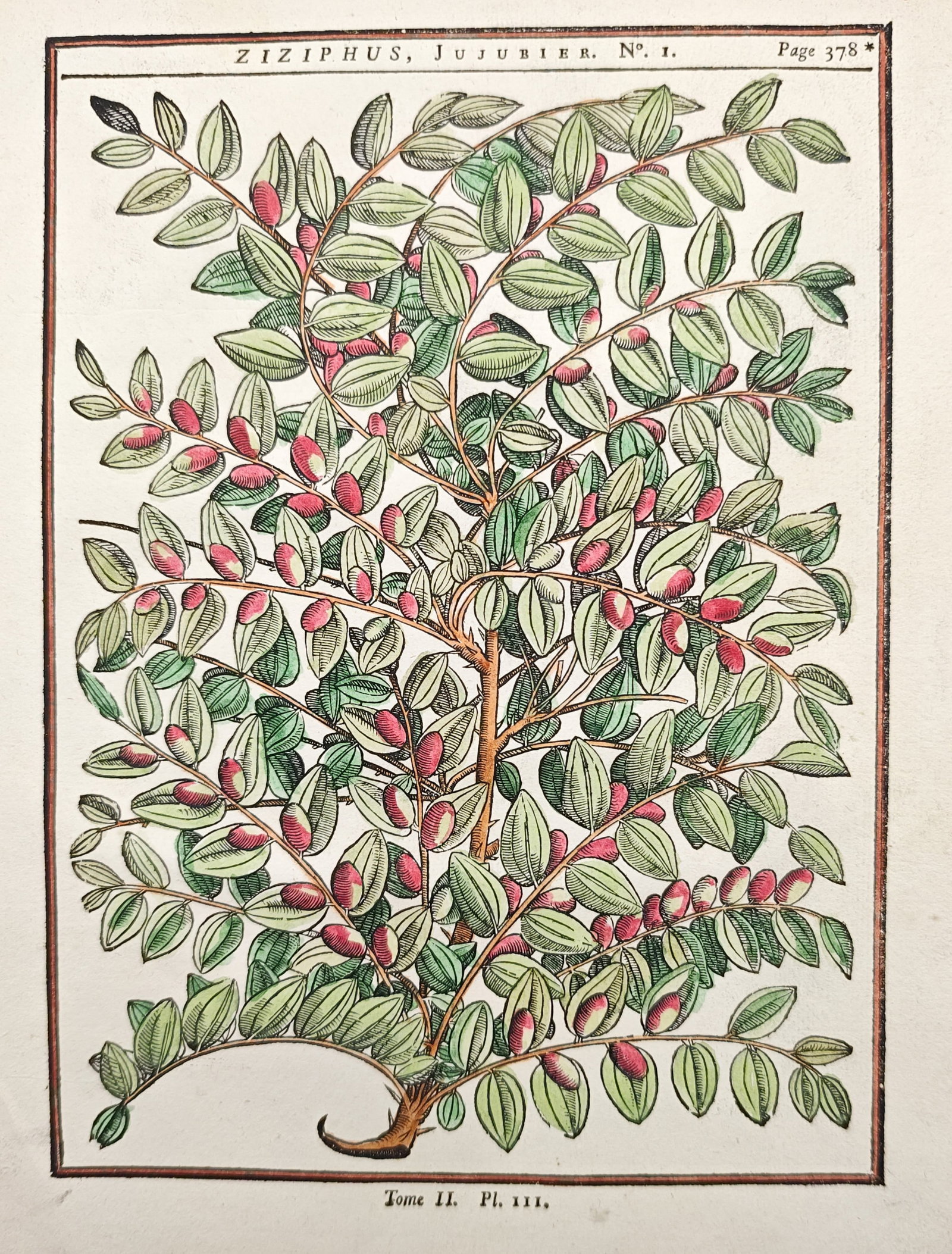 Henri-Louis Duhamel du Monceau – Jujube Tree Branch Studies – Woodcut (1755): "Ziziphus, Jujube Tree" depicts a densely foliated branch bearing oval leaves and clusters of ripening jujube fruits. Published in 1755, the botanical work highlights the natural growth patterns and d