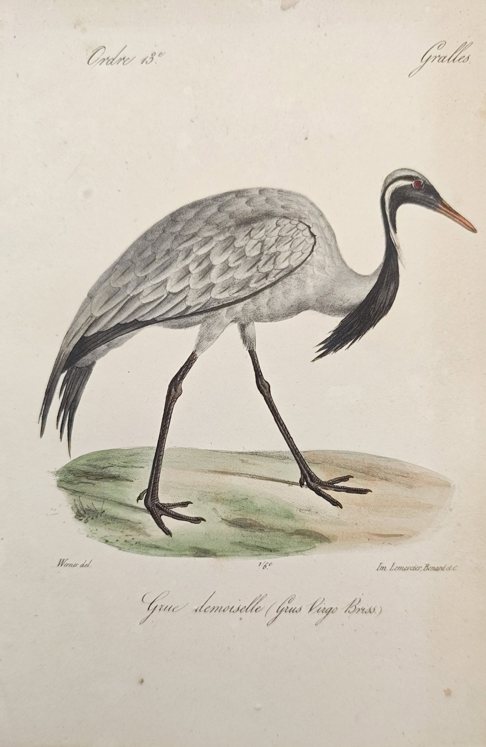 Jean-Charles Werner – Demoiselle Crane Study – Lithograph (19th Century): "Demoiselle Crane" depicts an elegant wading bird standing in profile, highlighting its slender neck plumes, tapered feathers, and distinctive avian posture. Dating to the 19th century, the ornitholog