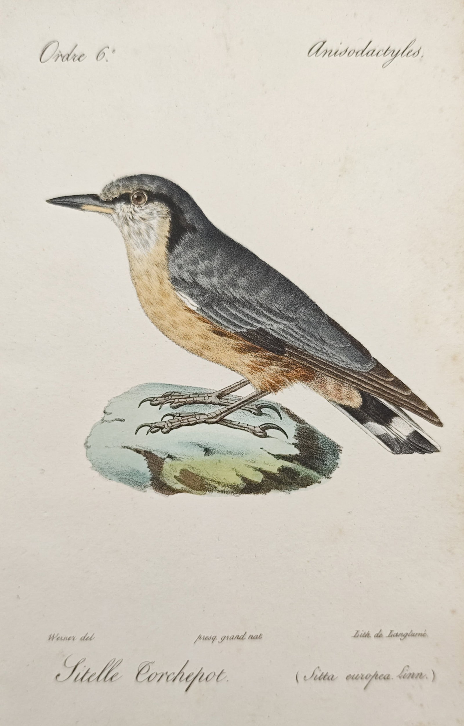 Jean-Charles Werner – Eurasian Nuthatch Study – Lithograph (19th Century): "Wood Nuthatch" illustrates a compact perching bird resting on a rocky mound, displaying its distinctive slate-blue upperparts, warm buff breast, and sharp black eye stripe. Dating to the 19th century