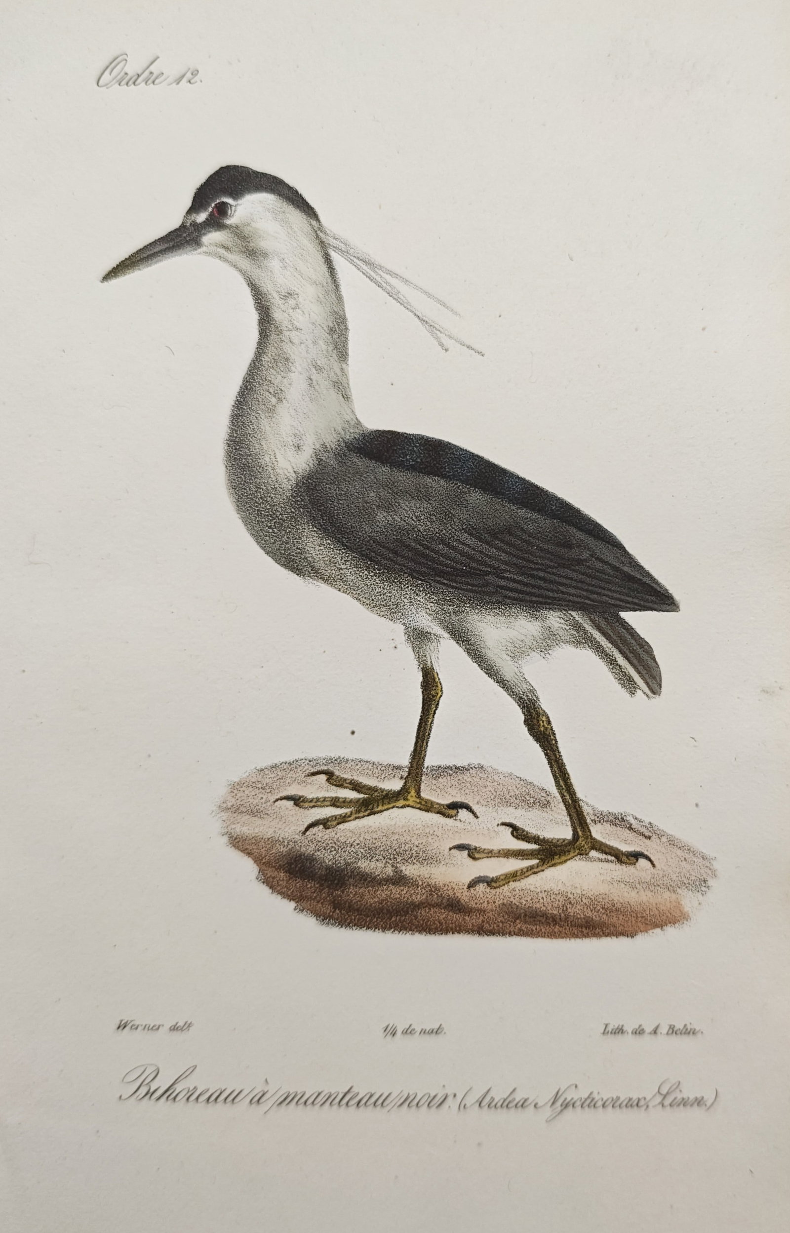 Jean-Charles Werner – Black-Crowned Night Heron Study – Lithograph (19th Century): "Black-Crowned Night Heron" illustrates an alert wading bird standing in profile upon an earthen mound, showing its distinctive dark plumage, pale neck, and slender head plumes. Originating in the 19t