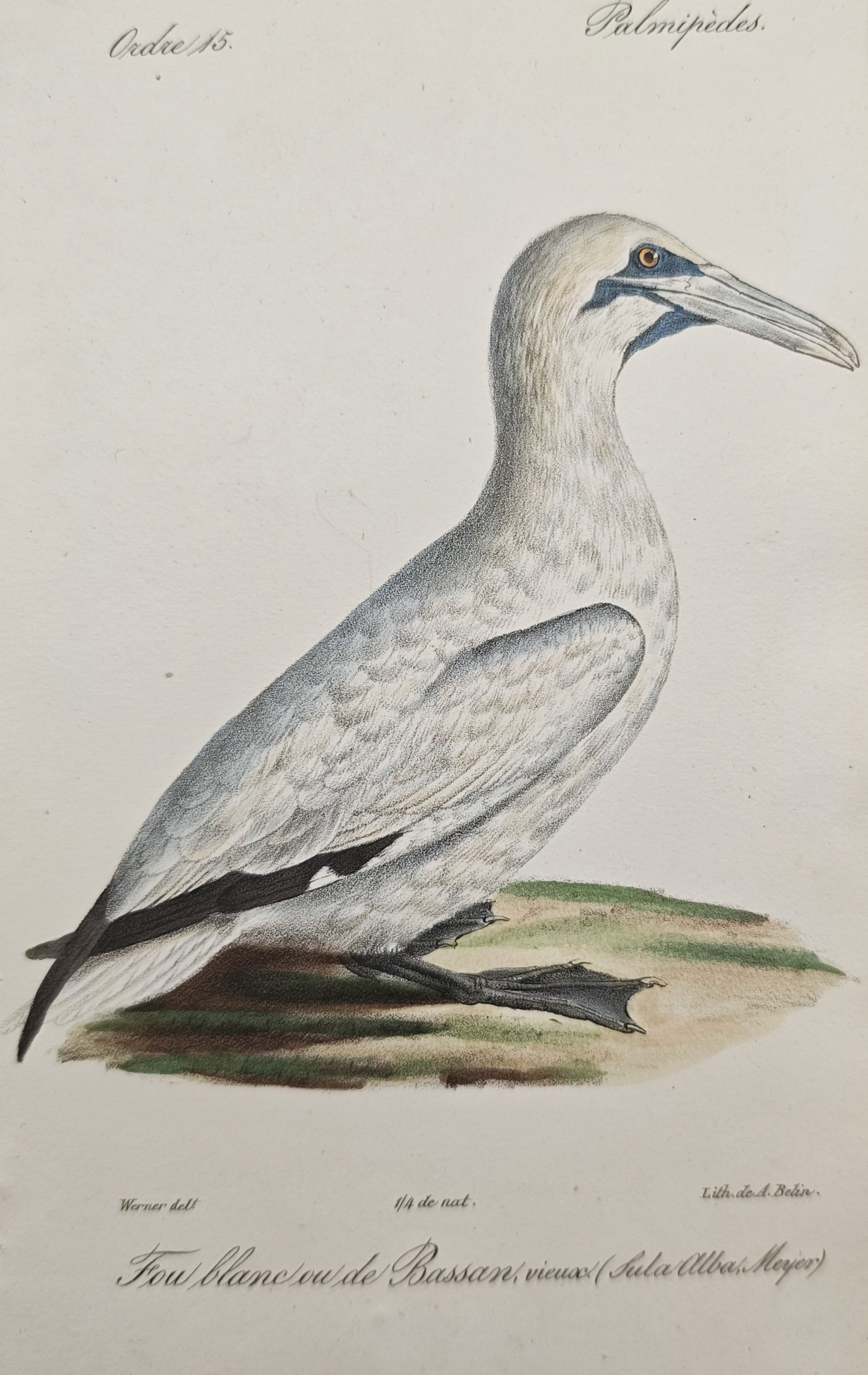 Jean-Charles Werner – Northern Gannet Study – Lithograph (19th Century): "White Gannet or Bassan Gannet" illustrates an adult seabird resting on a grassy mound, showcasing its streamlined marine profile, tapered bill, and prominent webbed feet. Originating in the 19th cent