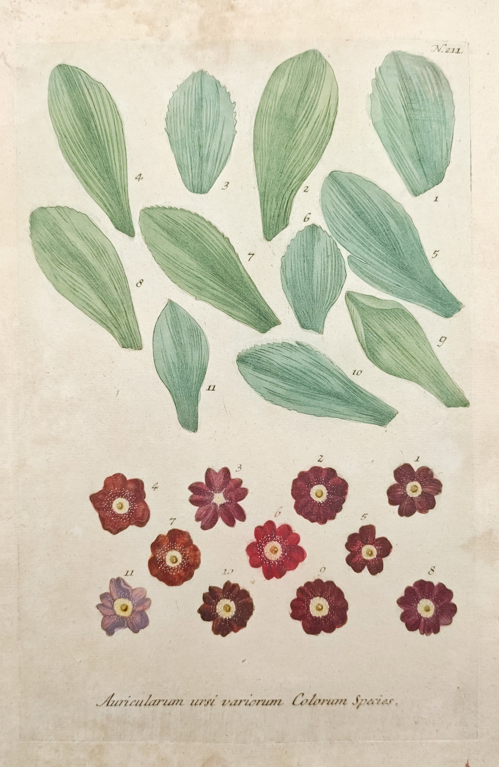 Johann Wilhelm Weinmann – Bear's Ear Auricula Color Varieties – Mezzotint (18th Century) (1 of 2)