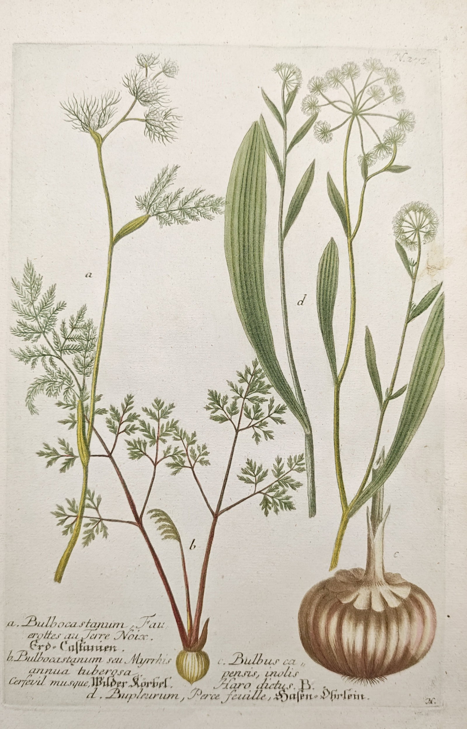 Johann Wilhelm Weinmann – Earthnut, Cape Bulb, and Thoroughwax Botanical Studies – Mezzotint: "Earthnut, Tuberous Chervil, Cape Bulb, Hare's Ear" illustrates flowering umbelliferous plants and bulbous specimens, showing delicate feathery foliage, branching stems, and root structures. Produced 