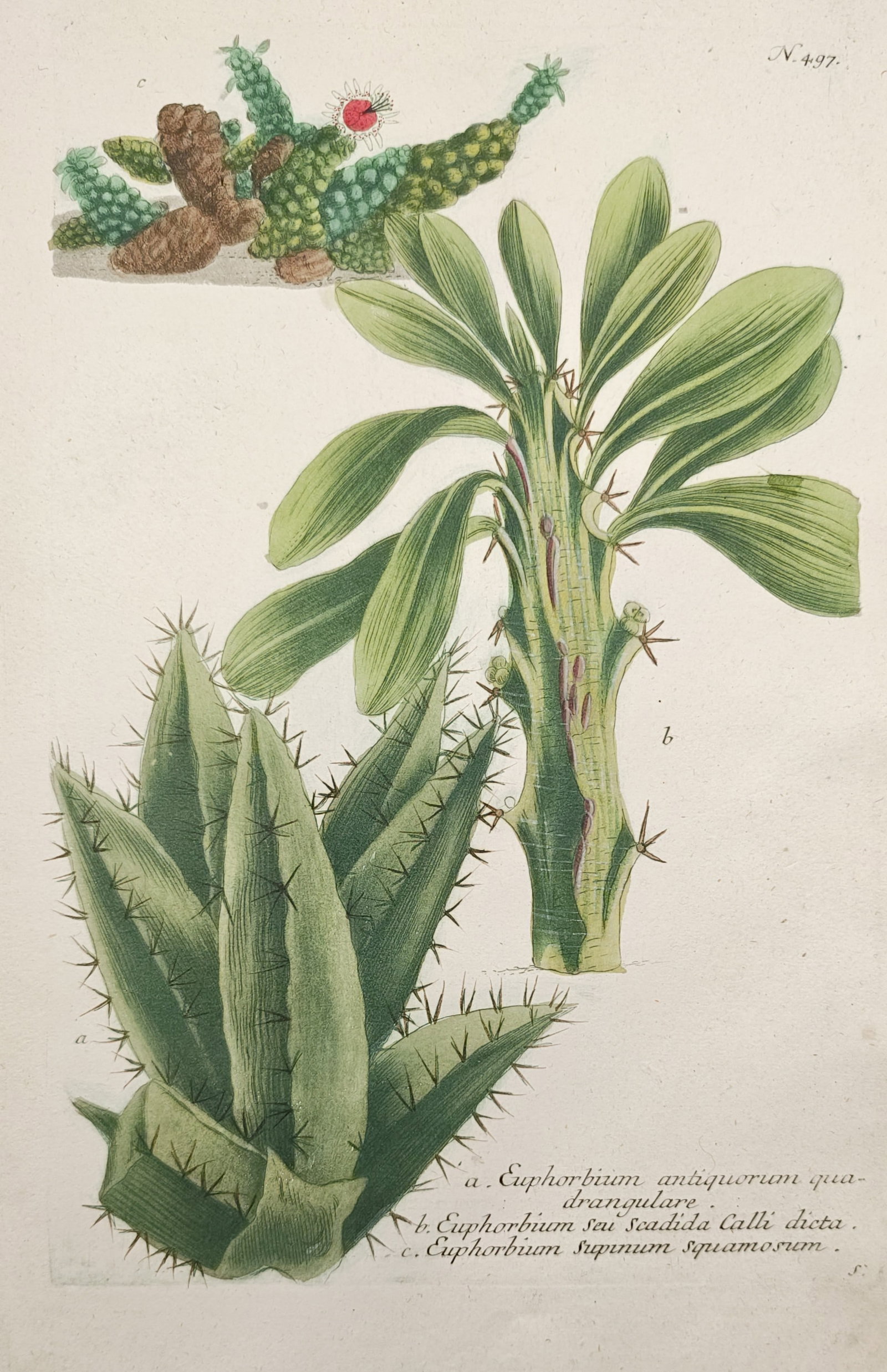 Johann Wilhelm Weinmann – Spurge and Euphorbia Botanical Studies – Engraving (18th Century): "Spurge of the Ancients, Scadida Calli, Creeping Scaly Spurge" illustrates an array of succulent spurge varieties, depicting their thorny ribbed stems, fleshy green foliage, and flowering succulent br