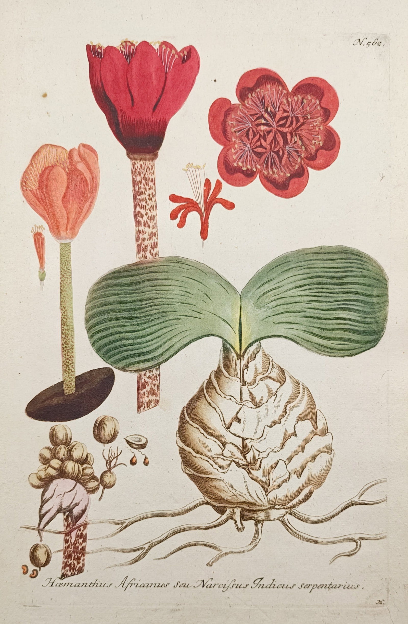 Johann Wilhelm Weinmann – Blood Lily Botanical Studies – Engraving (18th Century): "African Blood Lily or Indian Serpentine Narcissus" illustrates botanical dissections and flowering forms of Haemanthus coccineus, showcasing its prominent bulb with twin rounded leaves, speckled flow